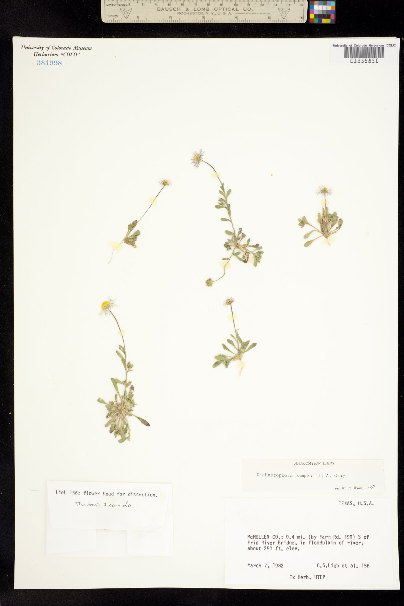 Dichaetophora image