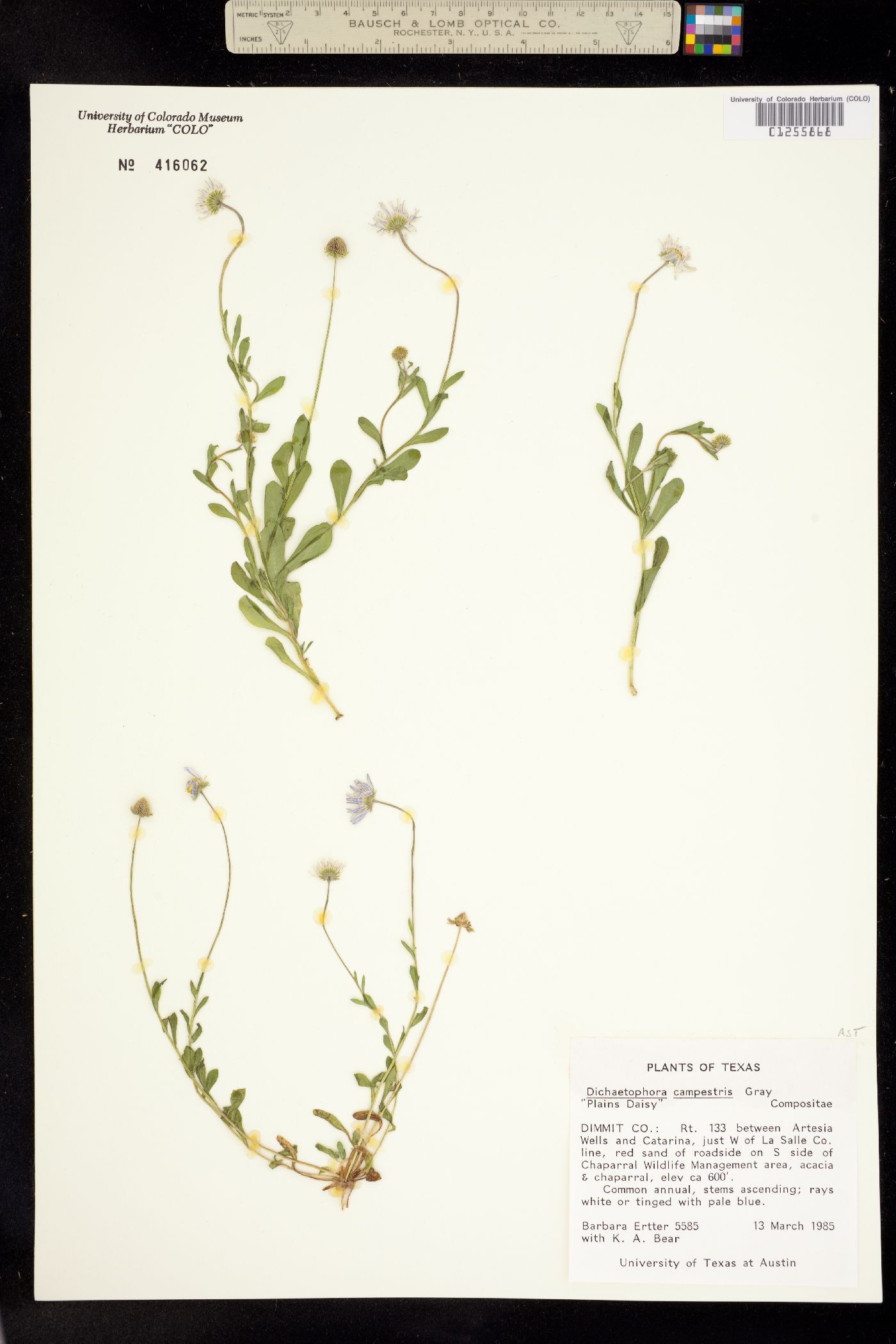 Dichaetophora image
