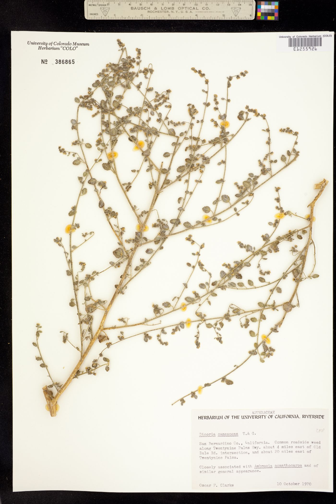 Dicoria canescens image