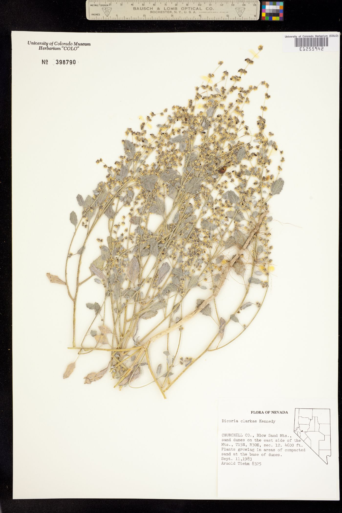 Dicoria canescens image