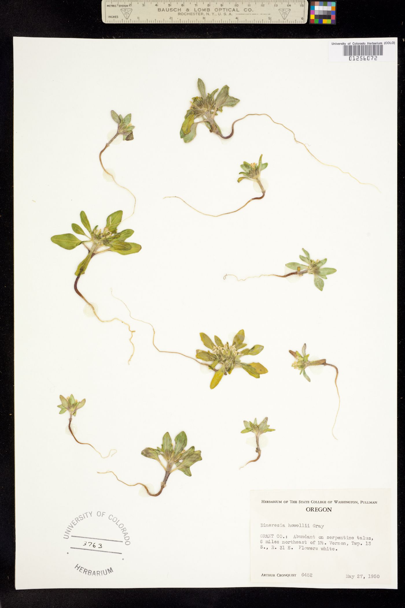 Dimeresia image