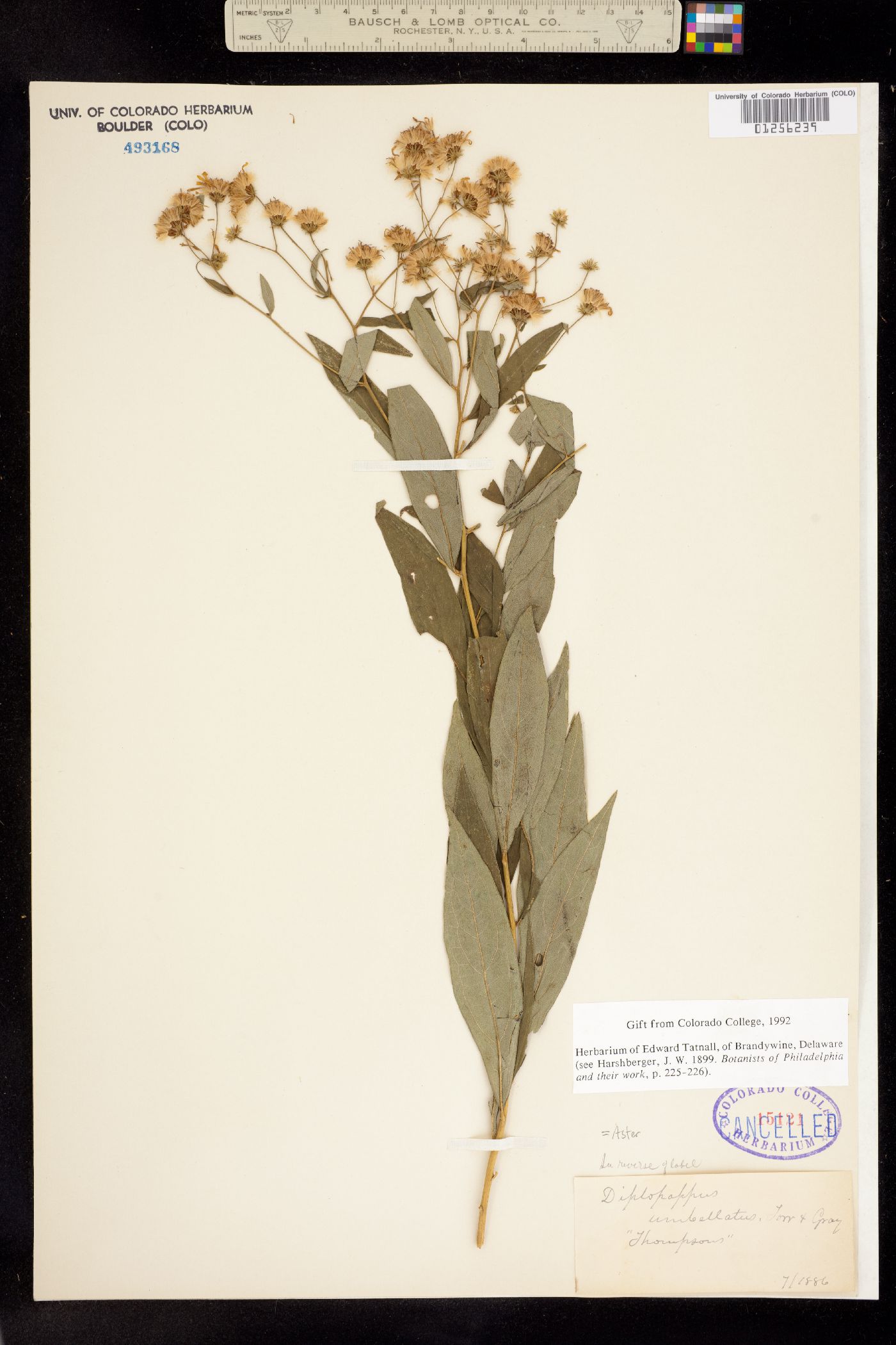 Doellingeria umbellata image
