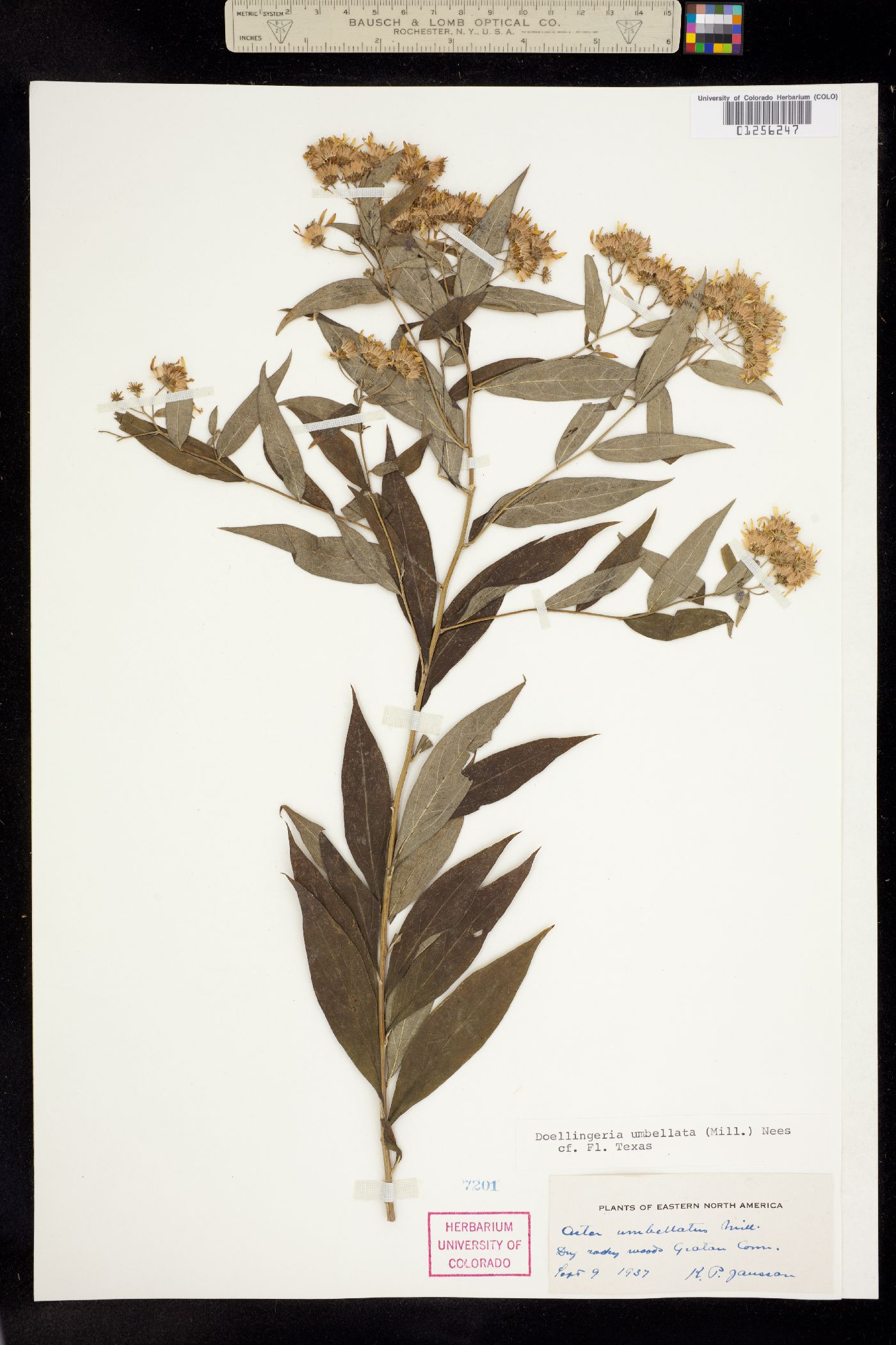 Doellingeria image