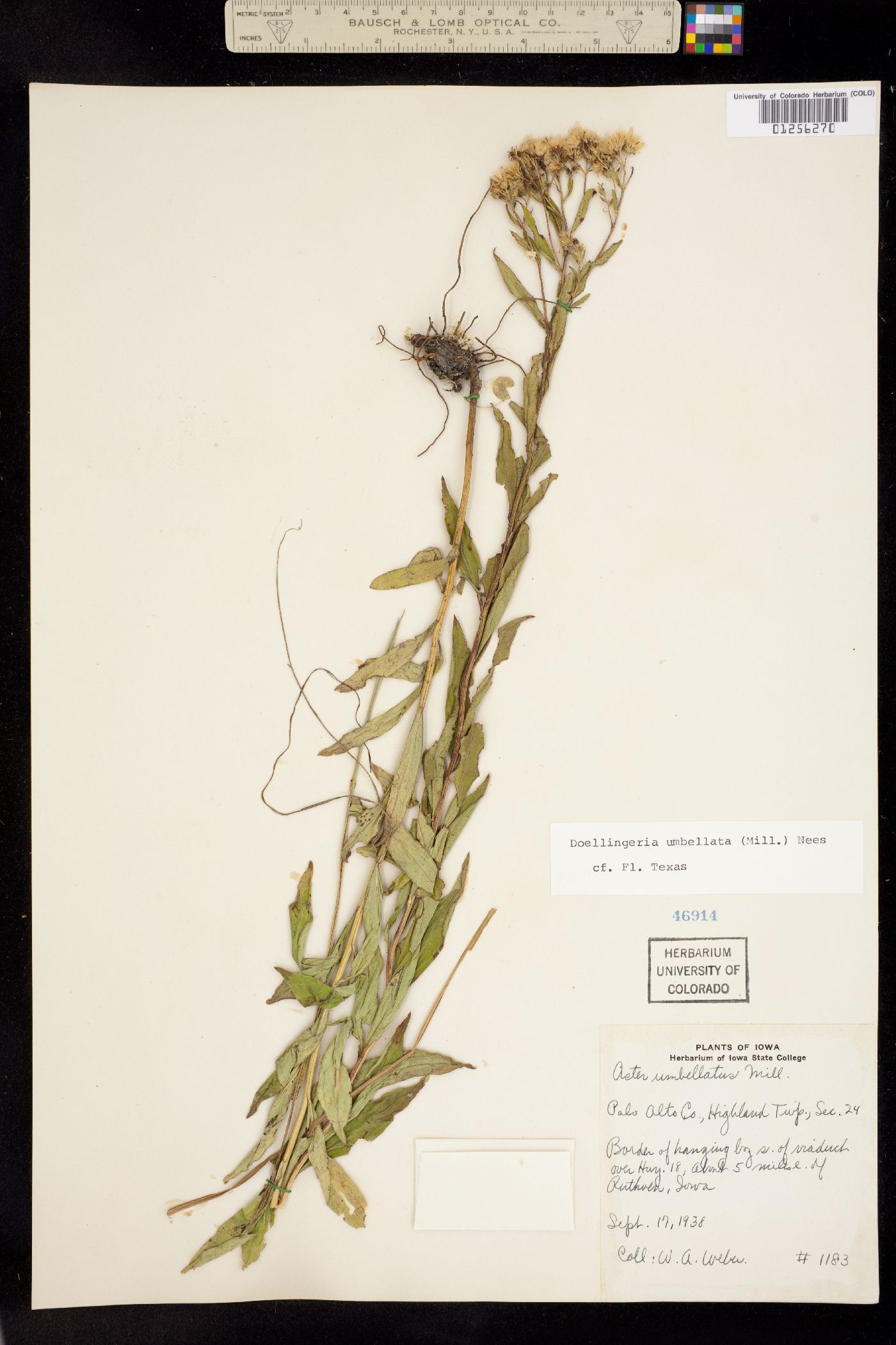 Doellingeria umbellata image