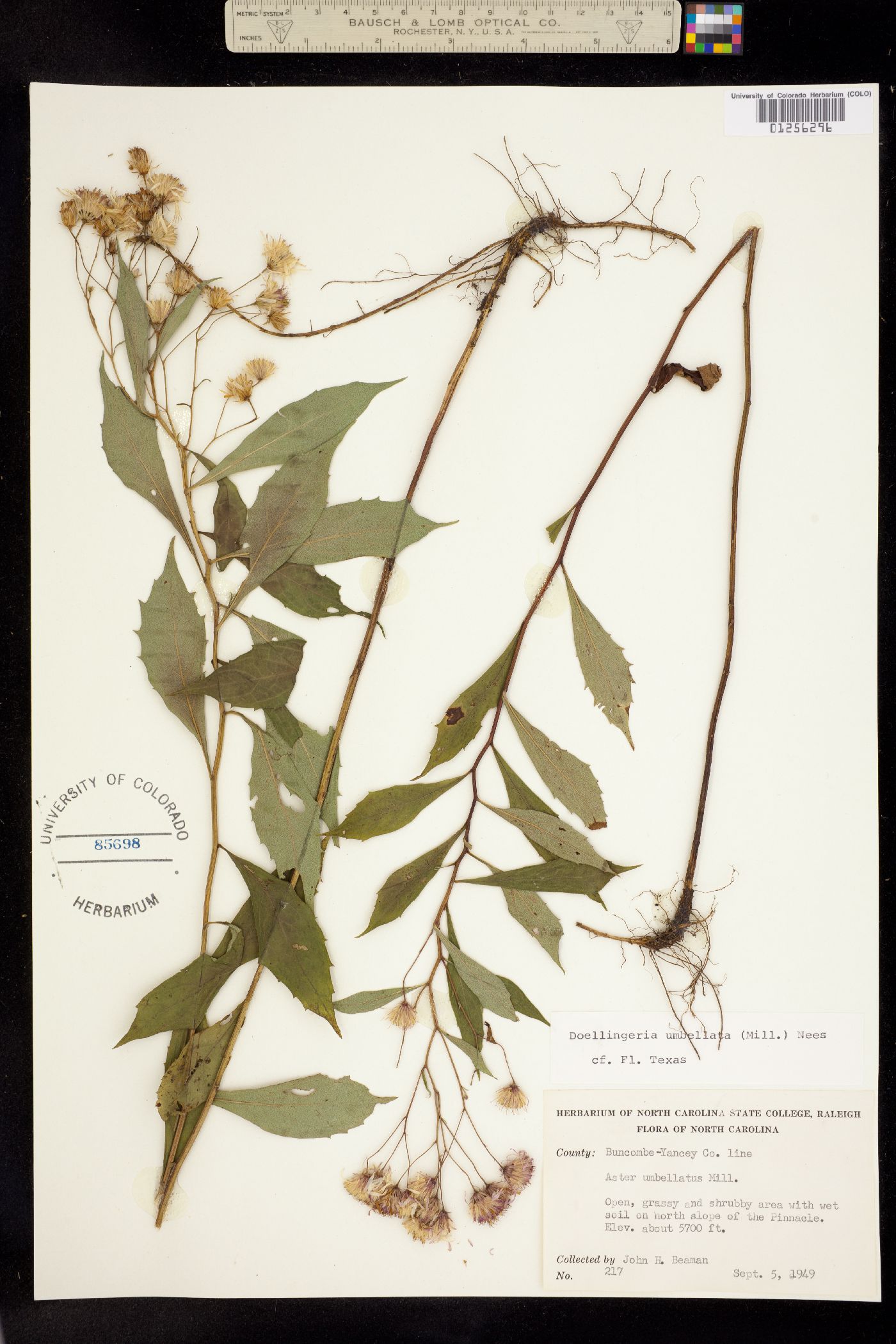 Doellingeria umbellata image