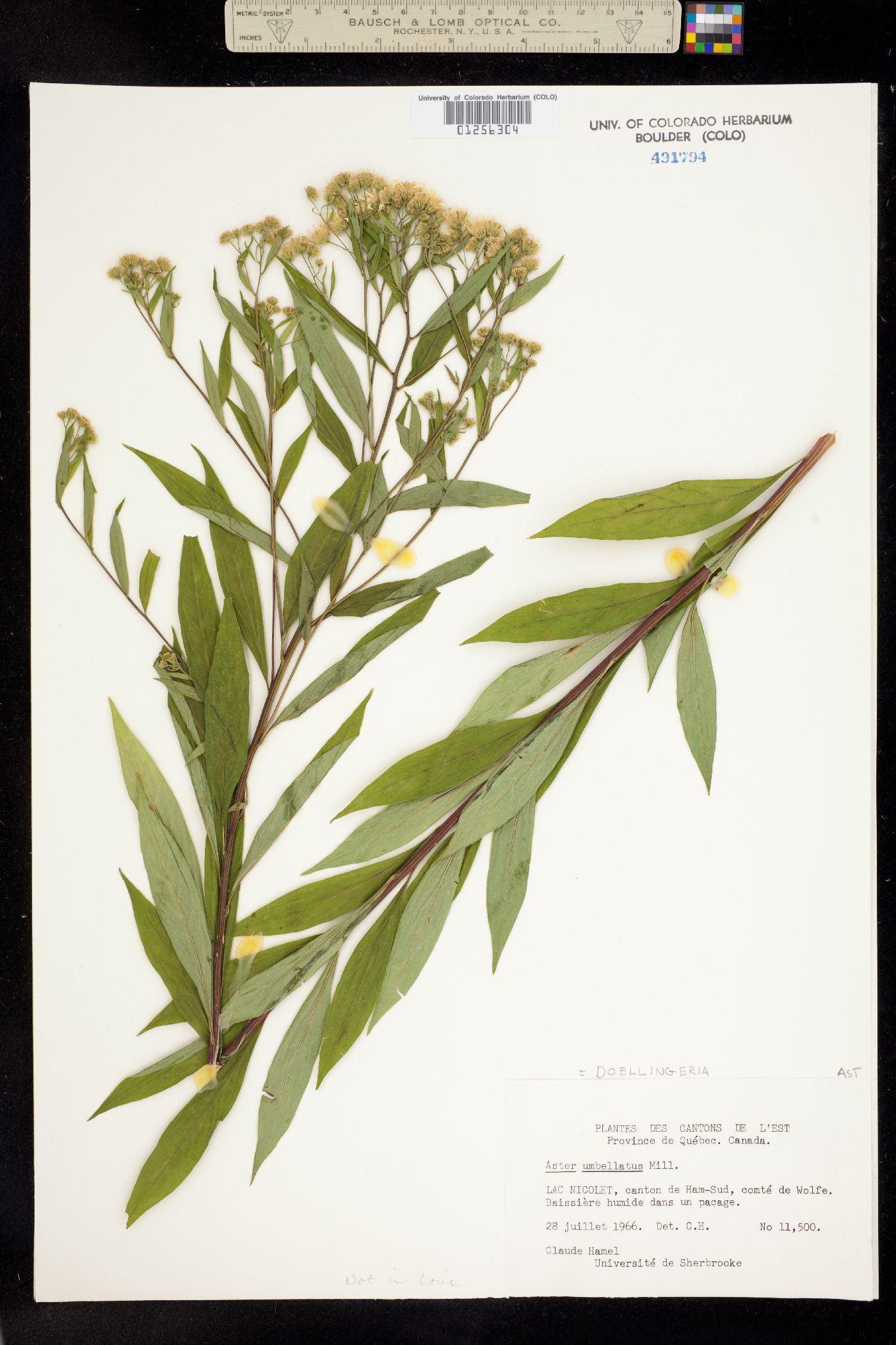 Doellingeria umbellata image