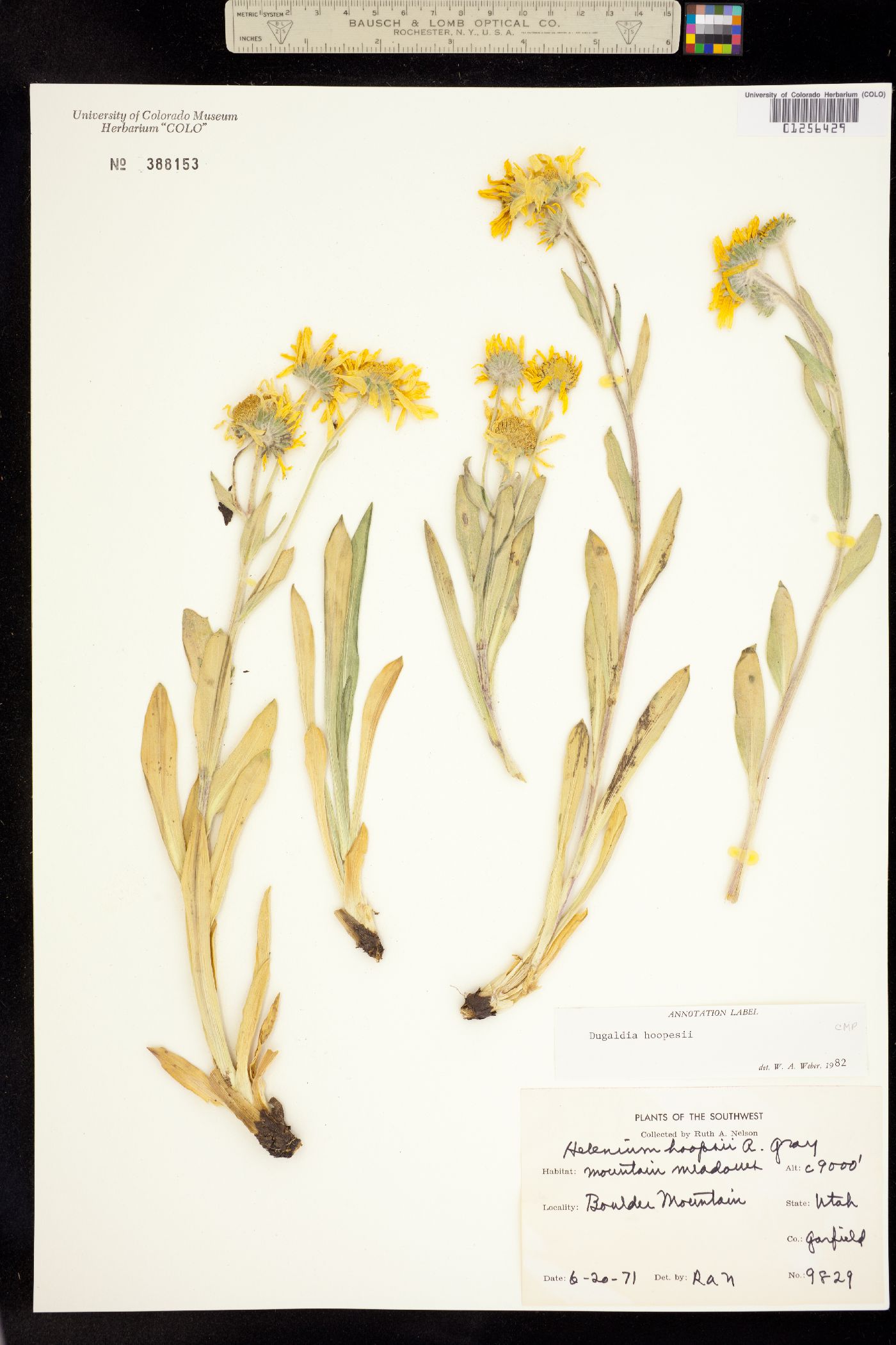 Dugaldia hoopesii image