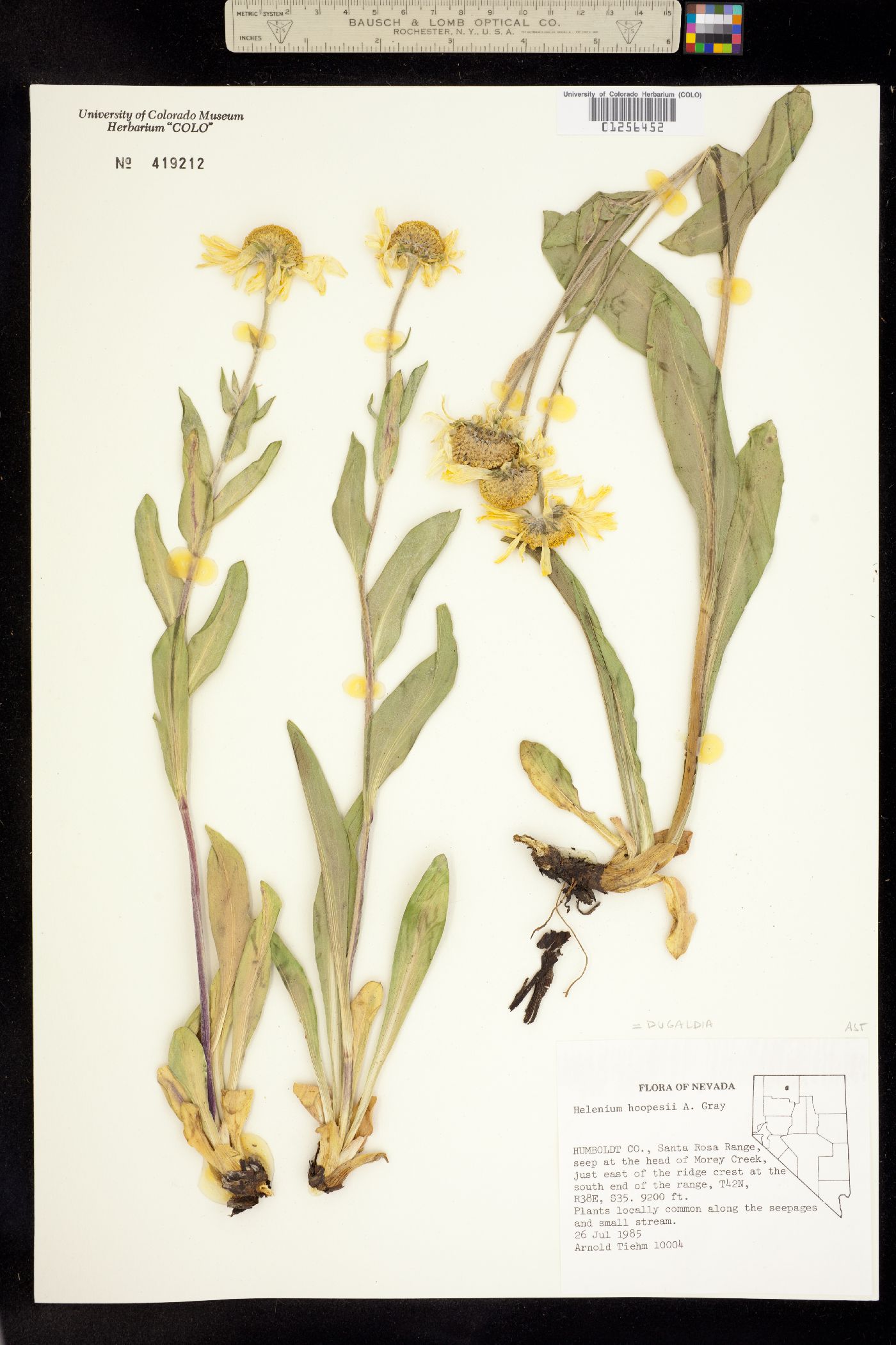 Dugaldia hoopesii image