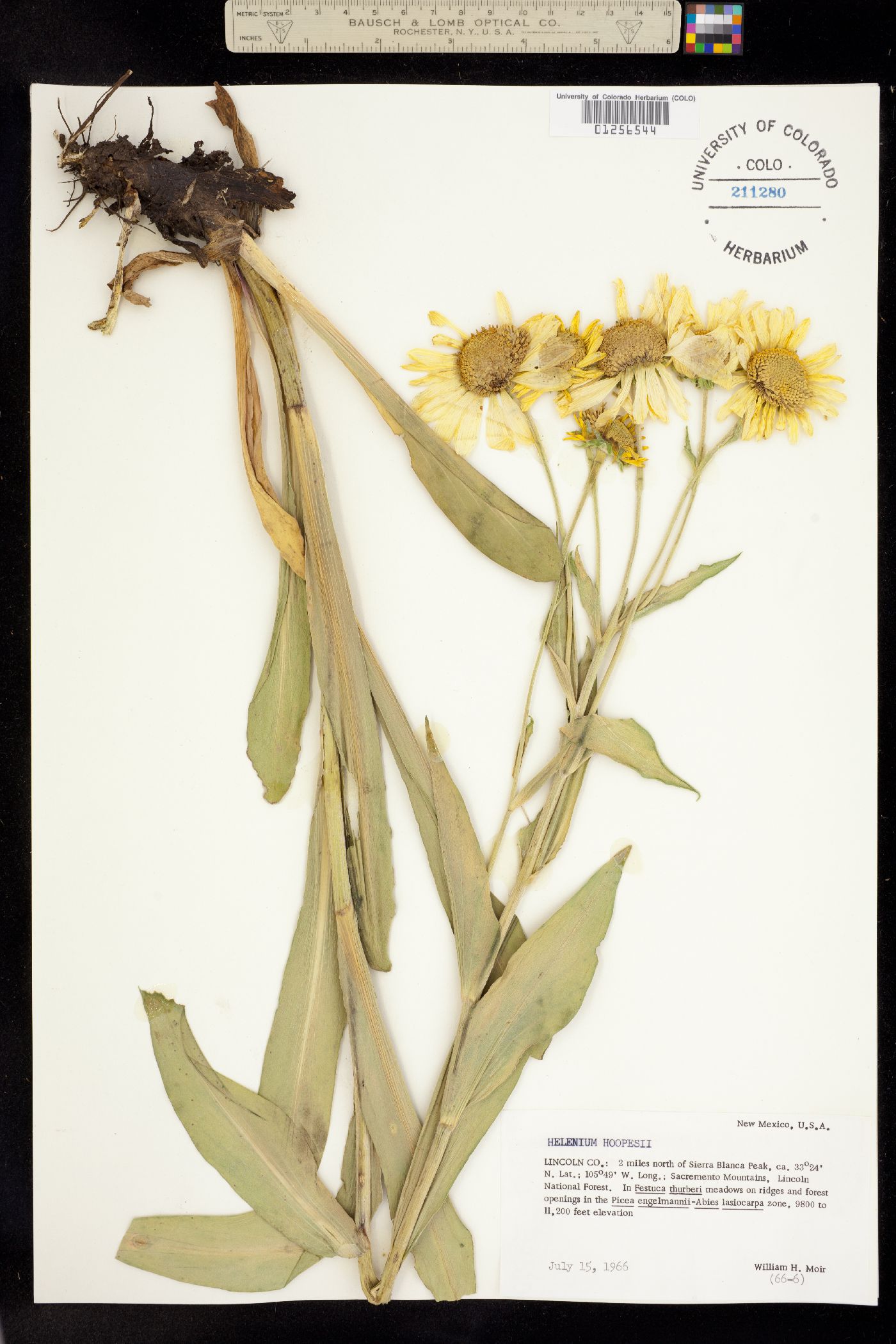 Helenium hoopesii image