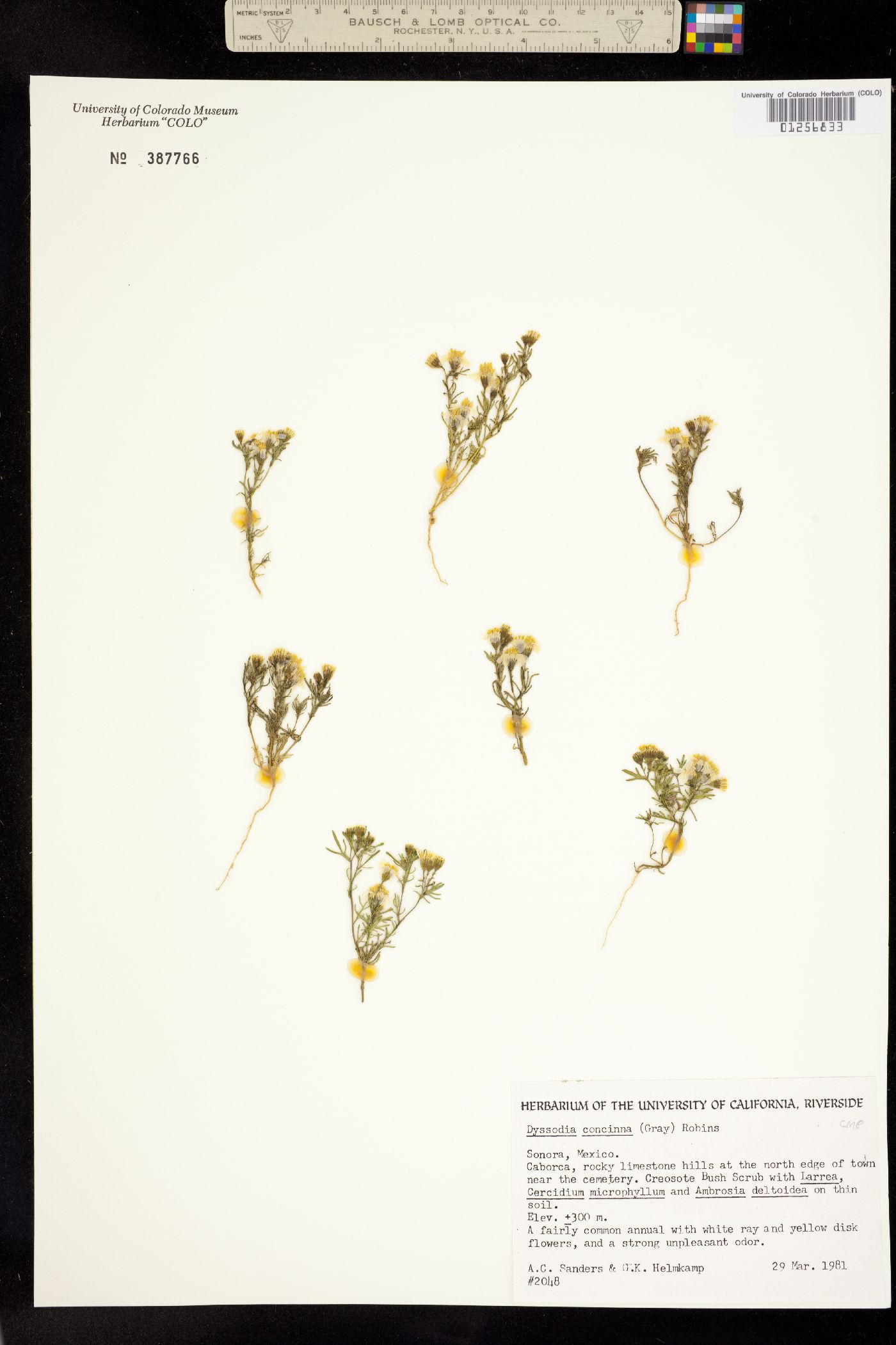 Thymophylla concinna image