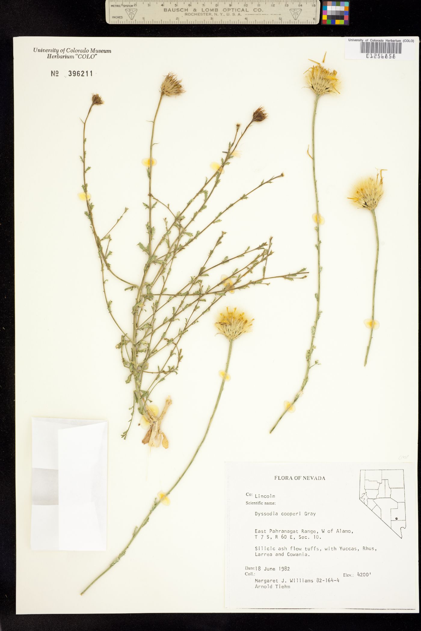 Dyssodia cooperi image