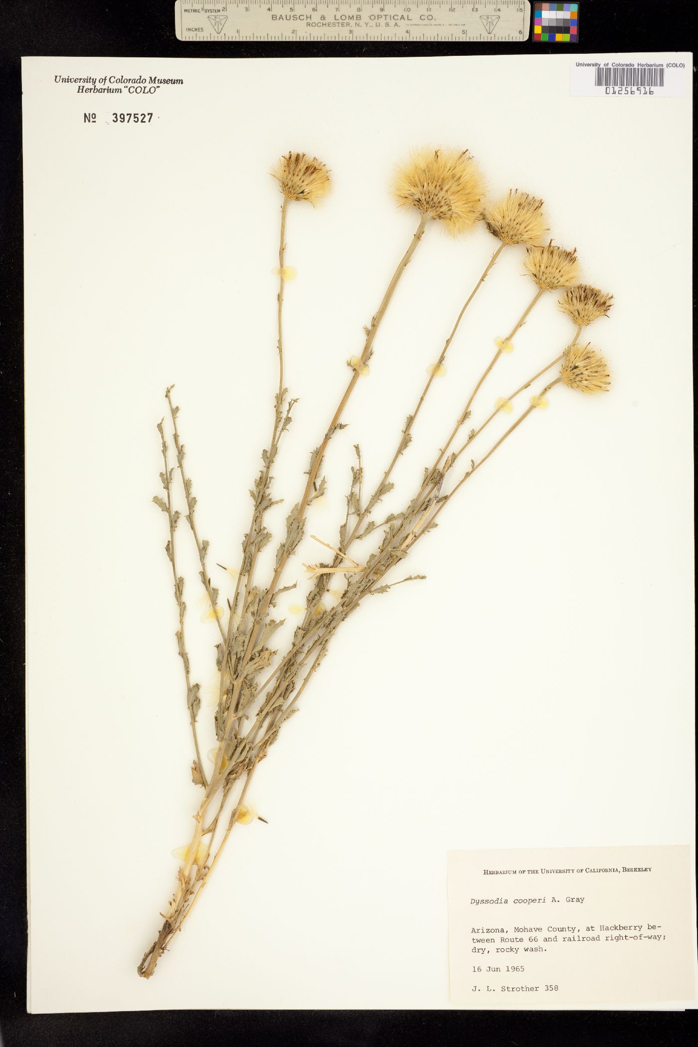 Dyssodia cooperi image