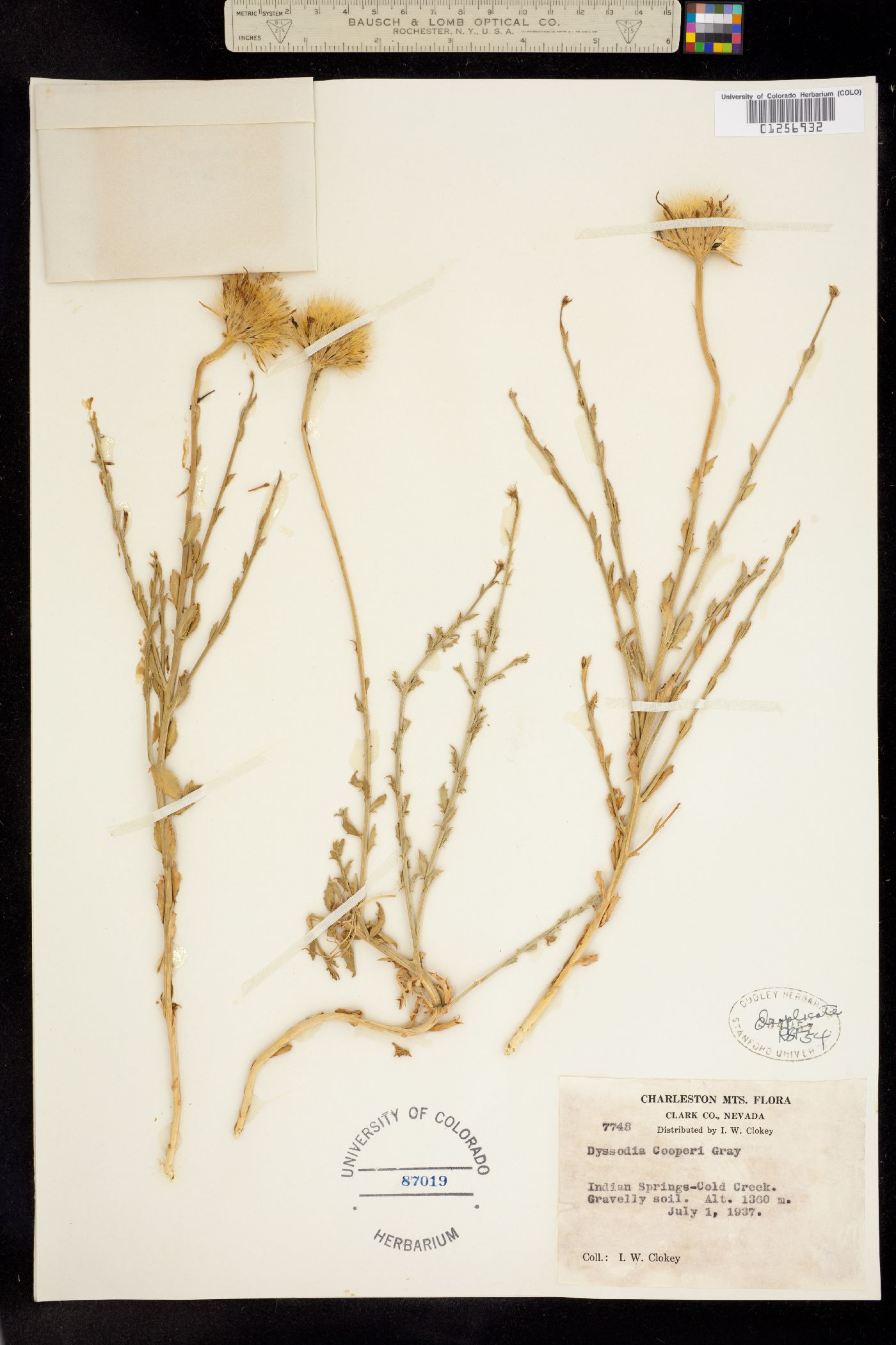 Dyssodia cooperi image