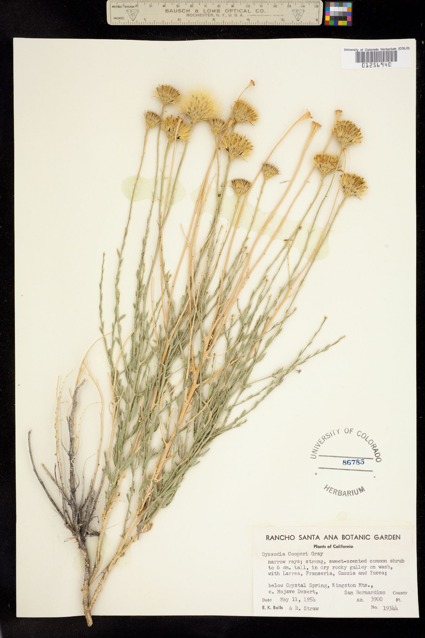 Dyssodia cooperi image