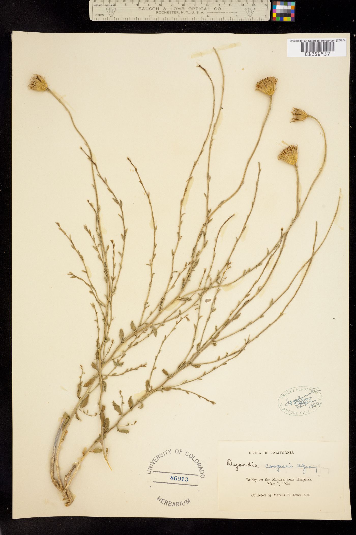 Dyssodia cooperi image