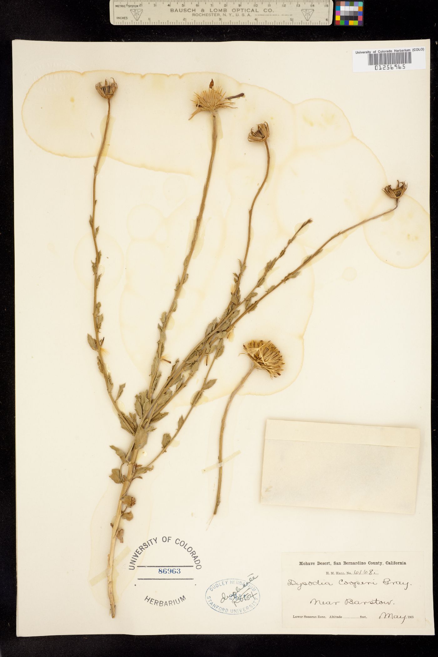 Dyssodia cooperi image