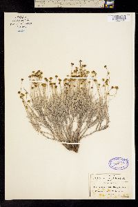 Thymophylla setifolia var. greggii image