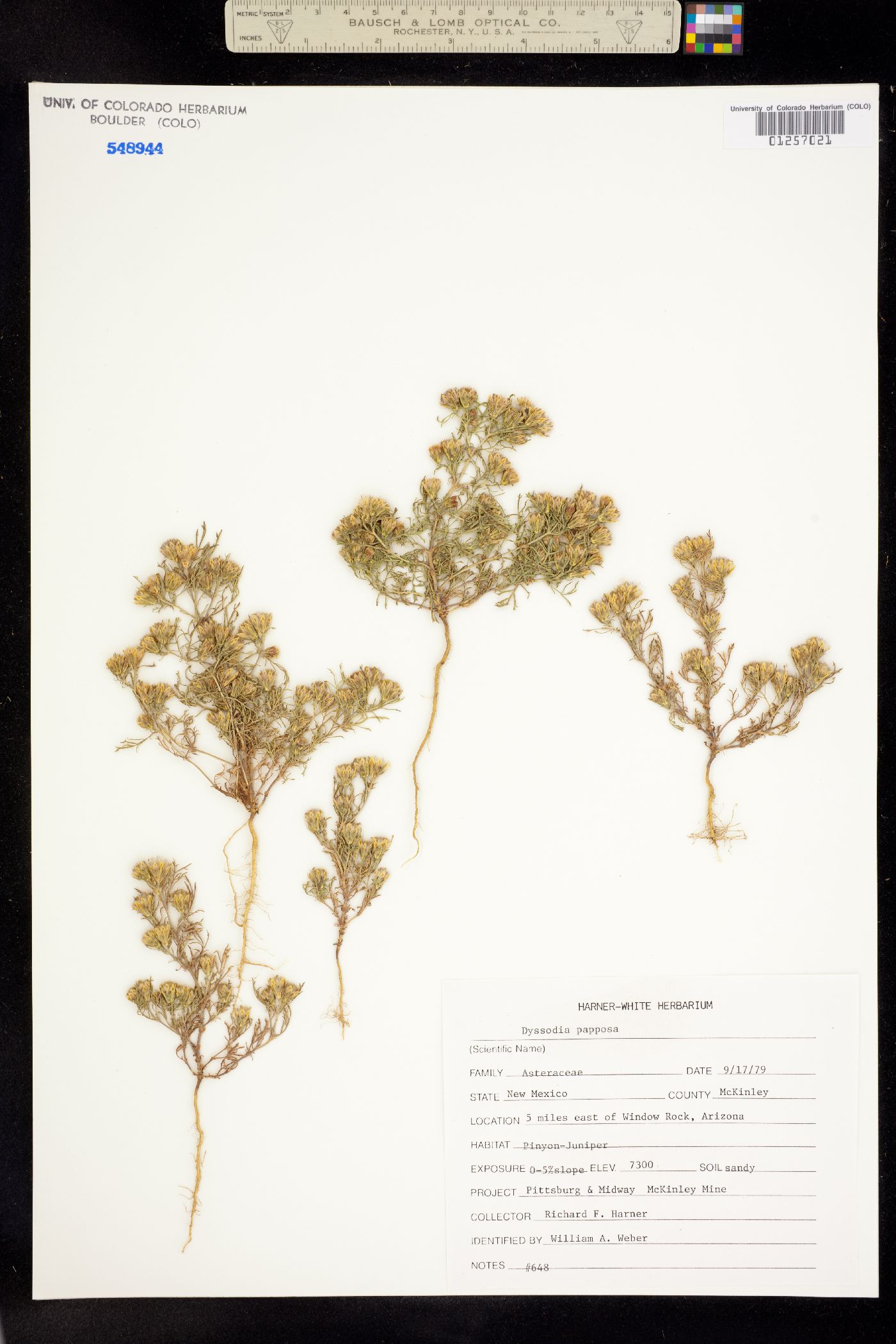 Dyssodia papposa image