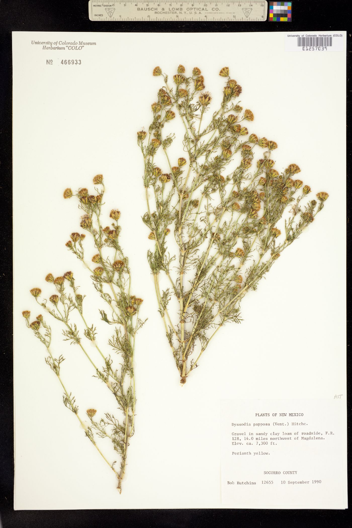 Dyssodia papposa image