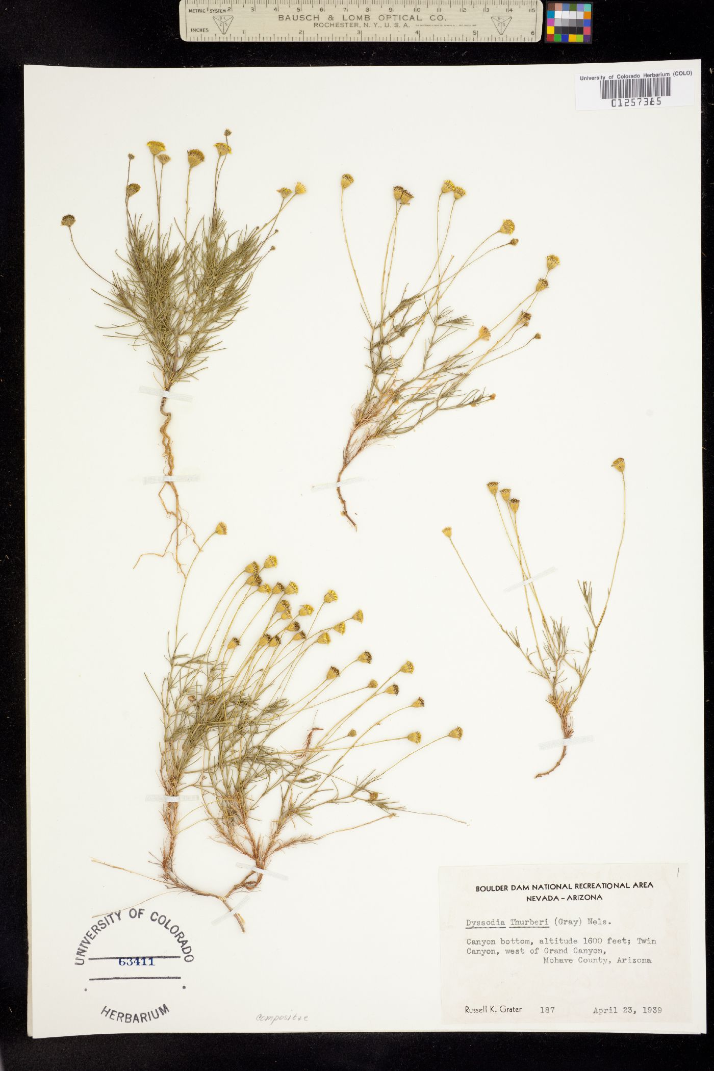 Dyssodia thurberi image