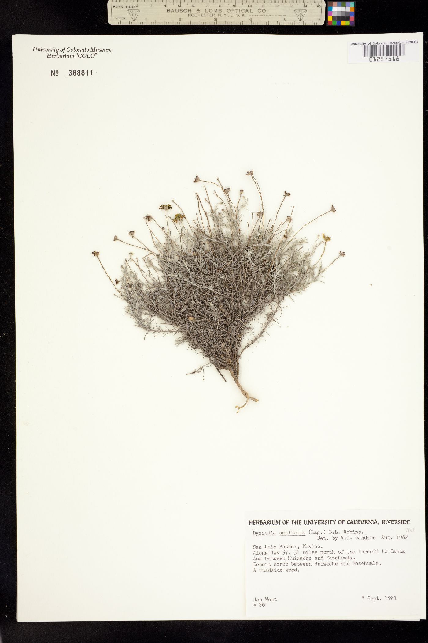 Dyssodia setifolia image