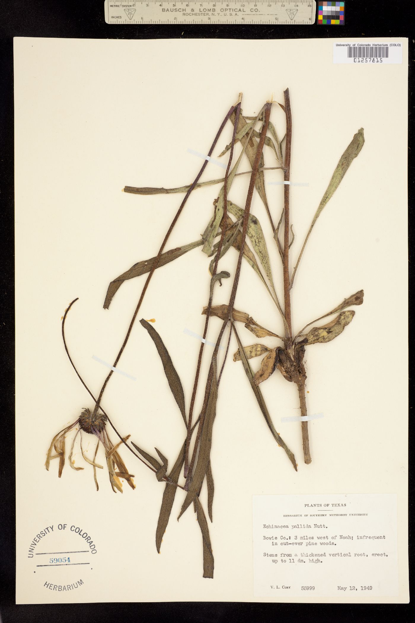 Echinacea pallida image