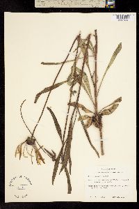 Image of Echinacea pallida