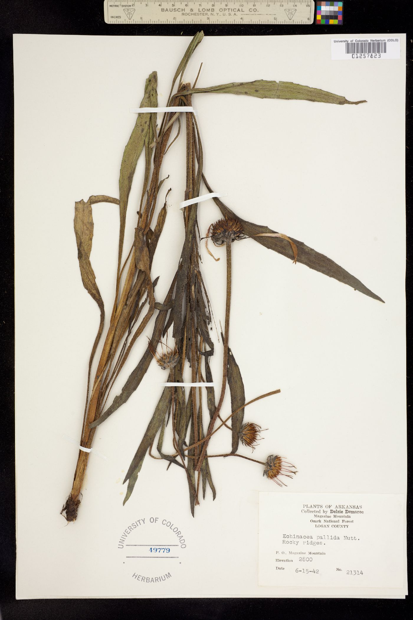 Echinacea image