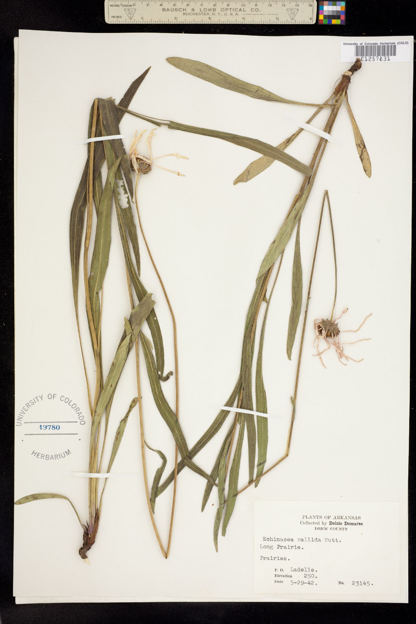 Echinacea pallida image
