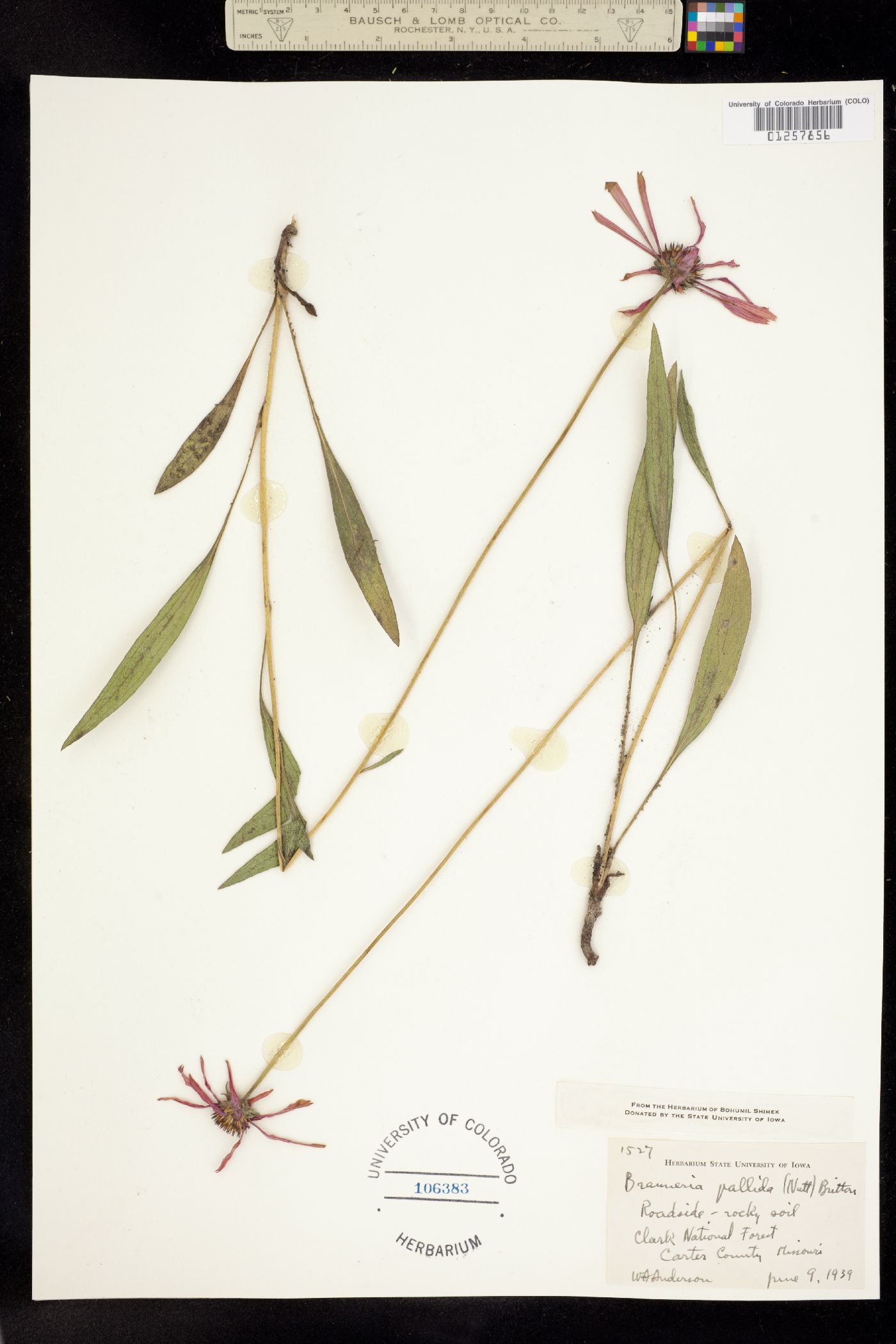 Echinacea pallida image