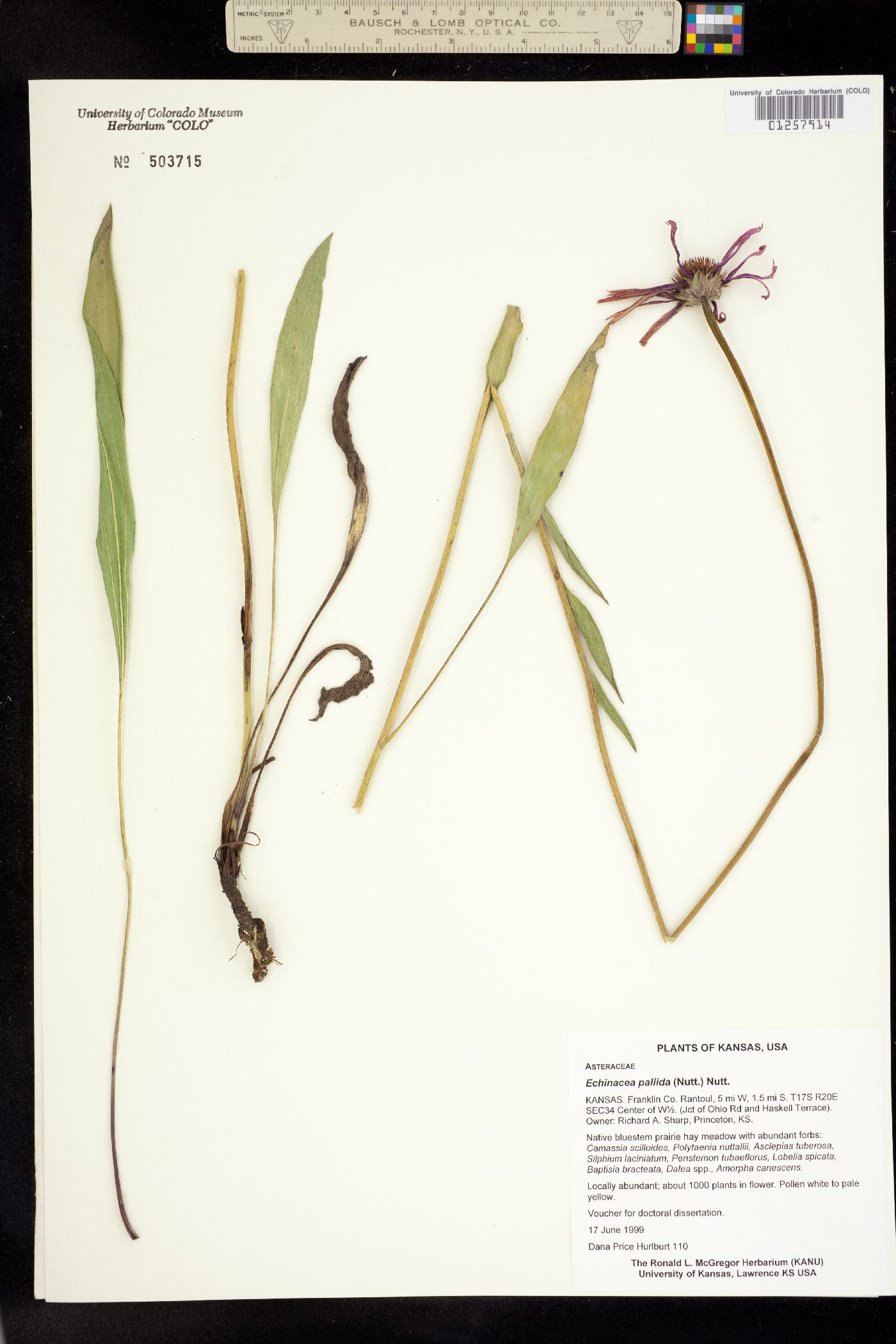 Echinacea pallida image