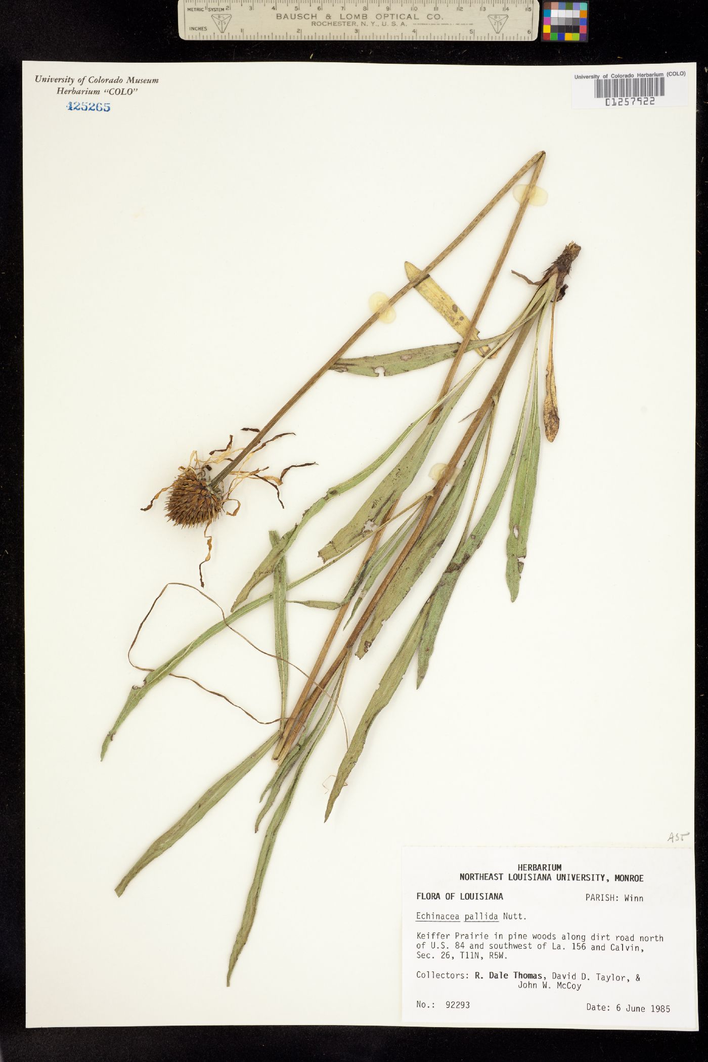 Echinacea pallida image