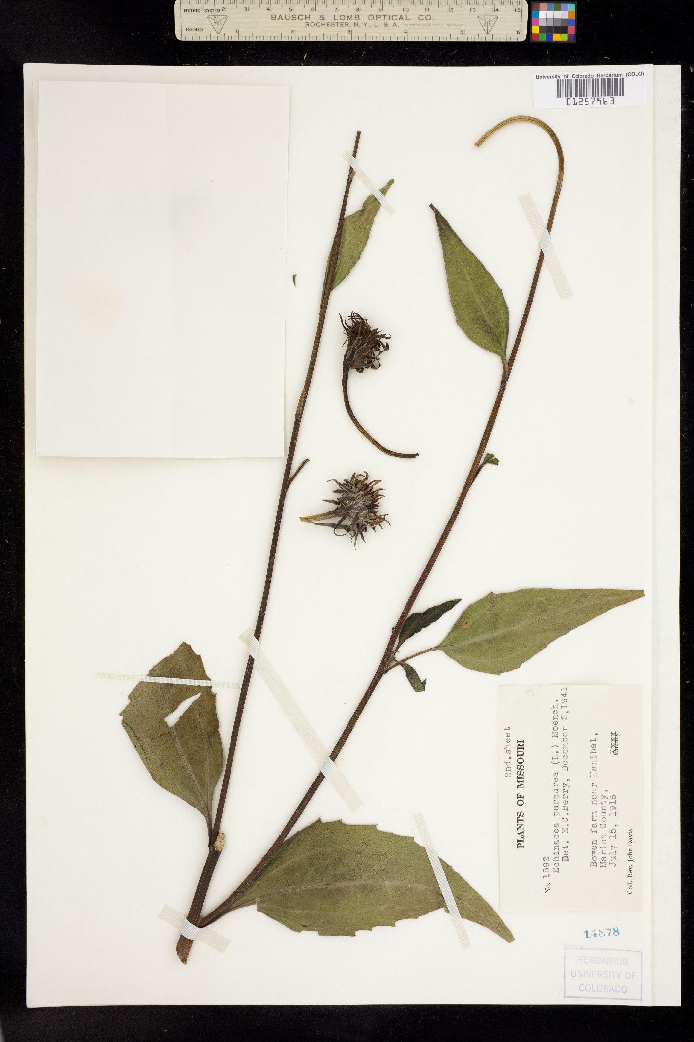 Echinacea purpurea image