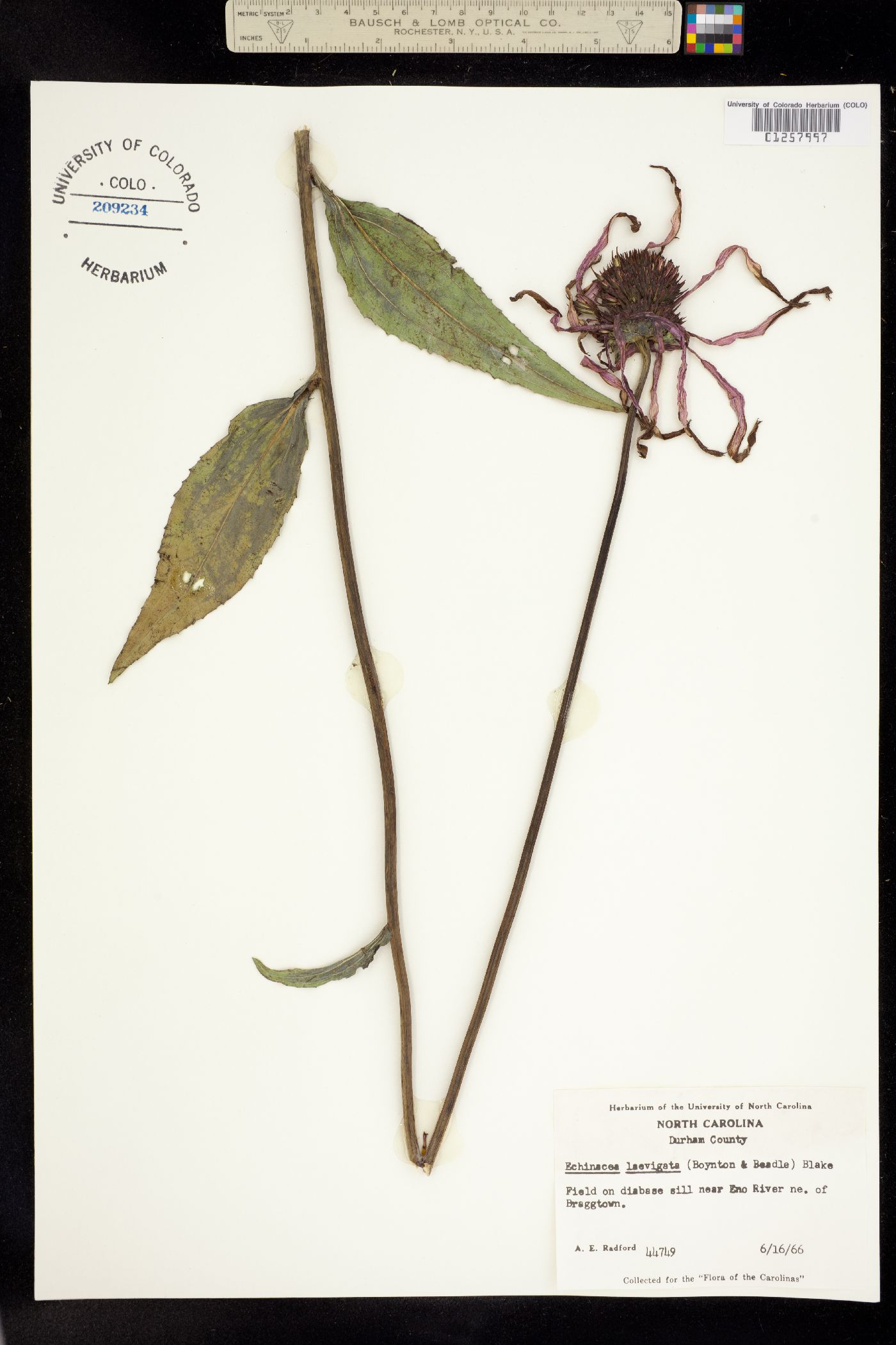 Echinacea laevigata image