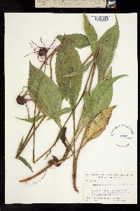 Echinacea laevigata image