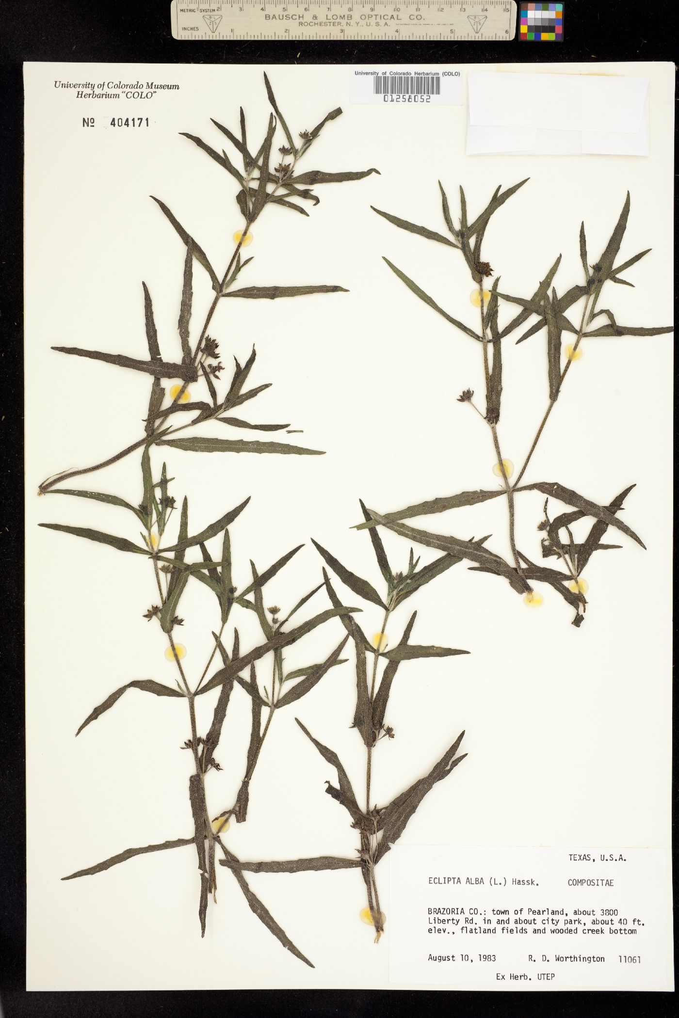Eclipta prostrata image