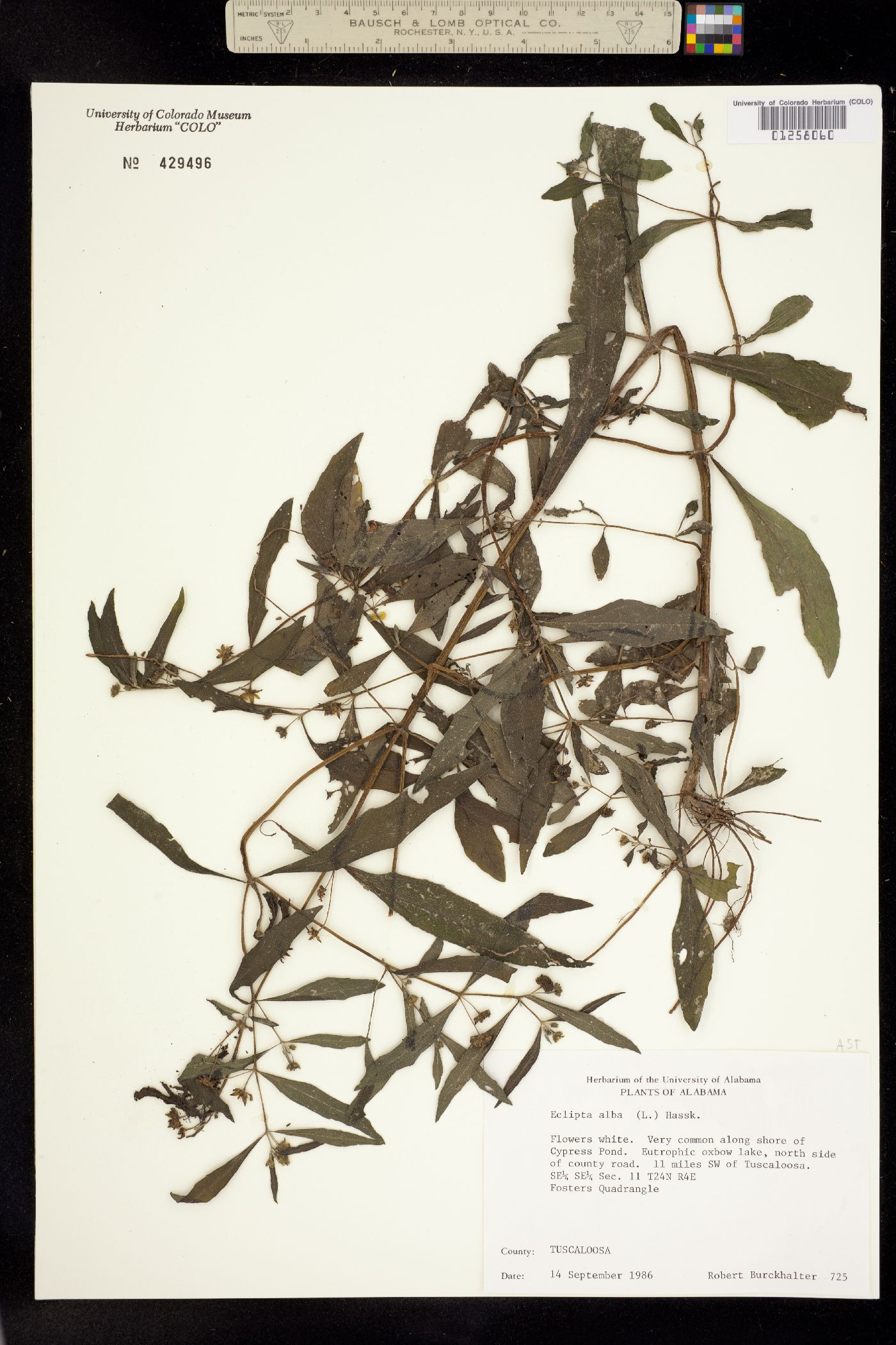 Eclipta prostrata image