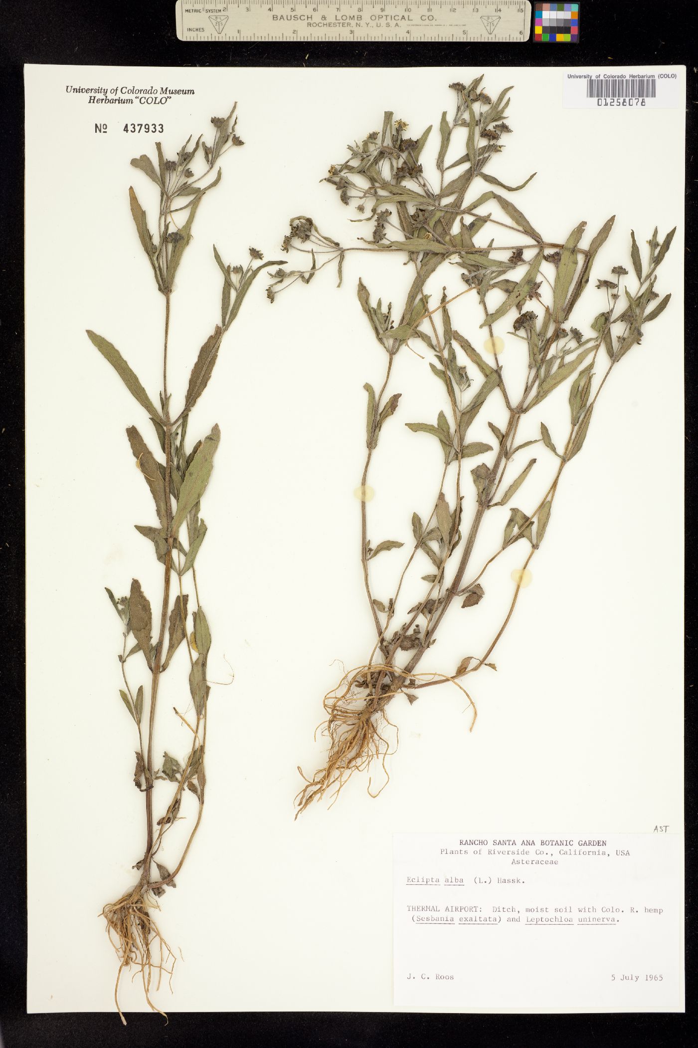 Eclipta prostrata image