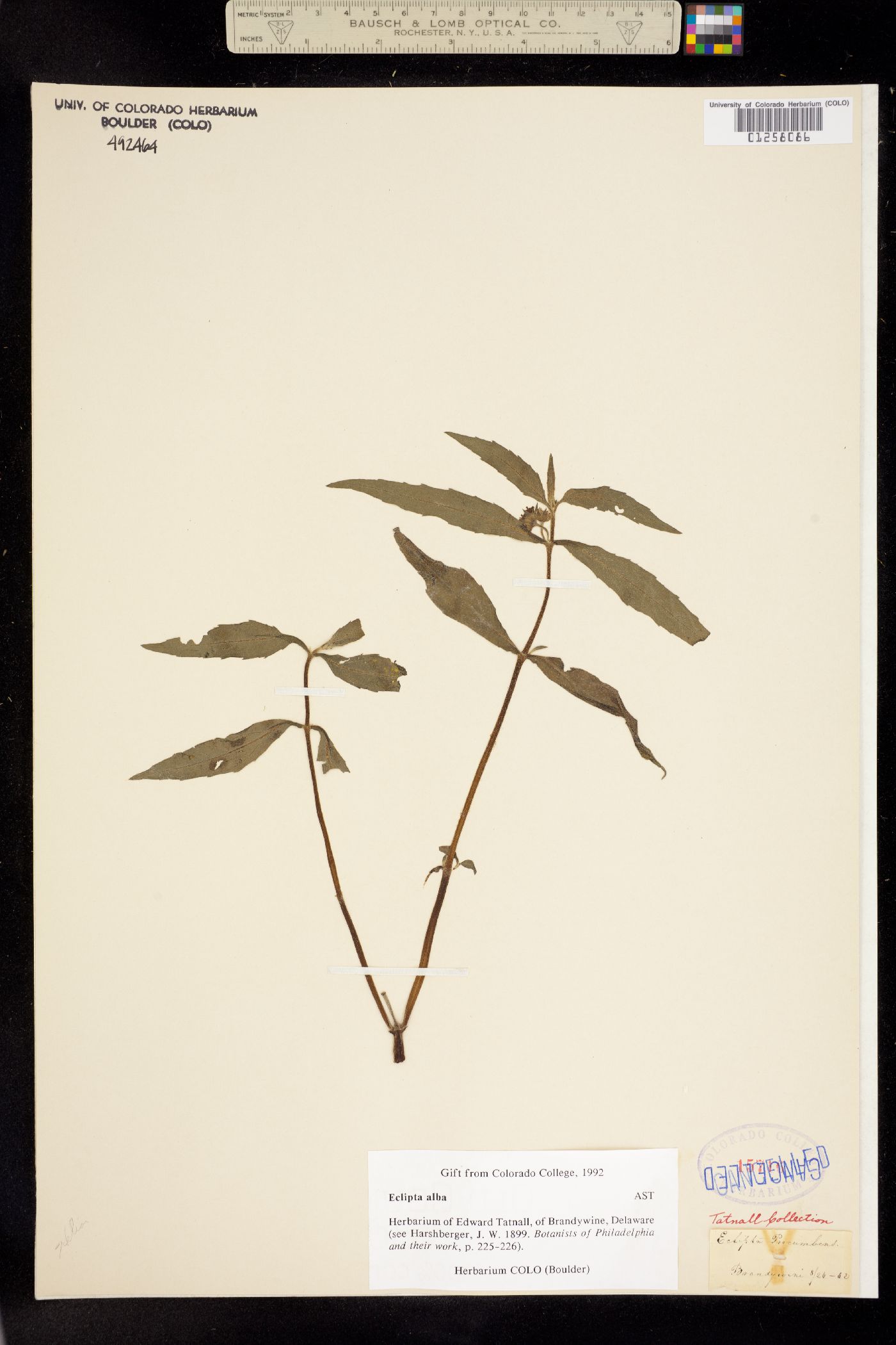 Eclipta prostrata image