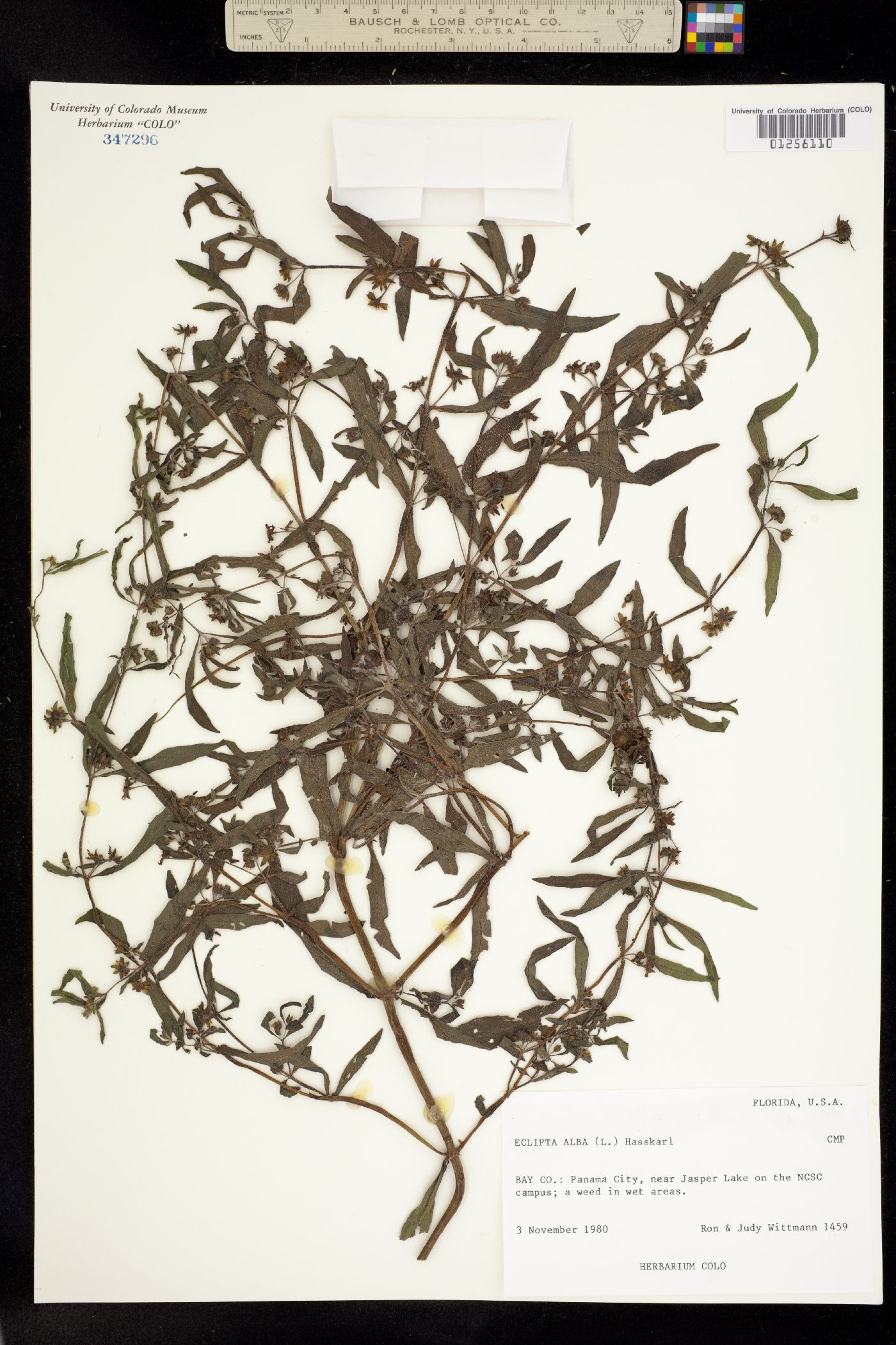 Eclipta prostrata image