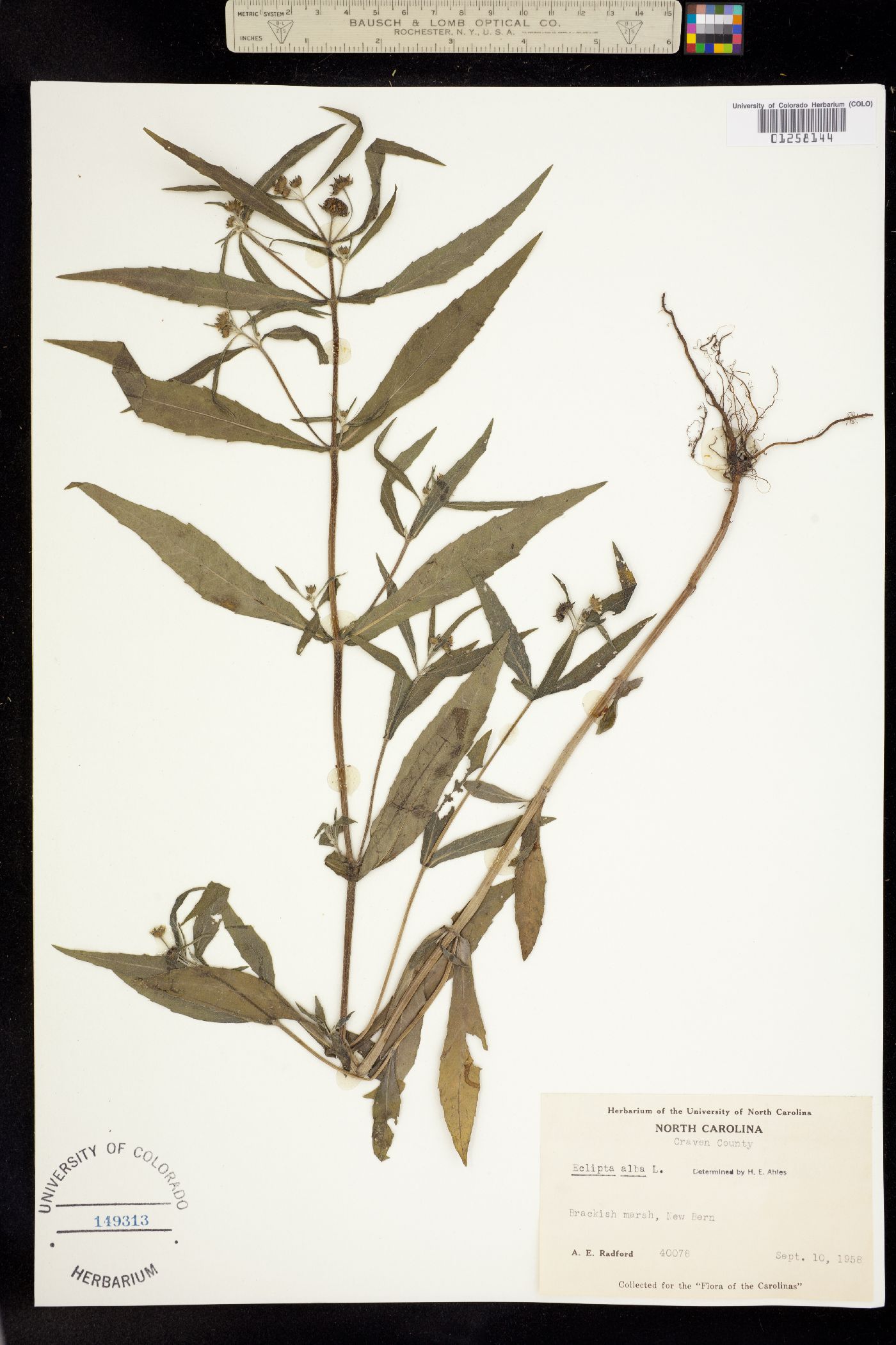 Eclipta prostrata image