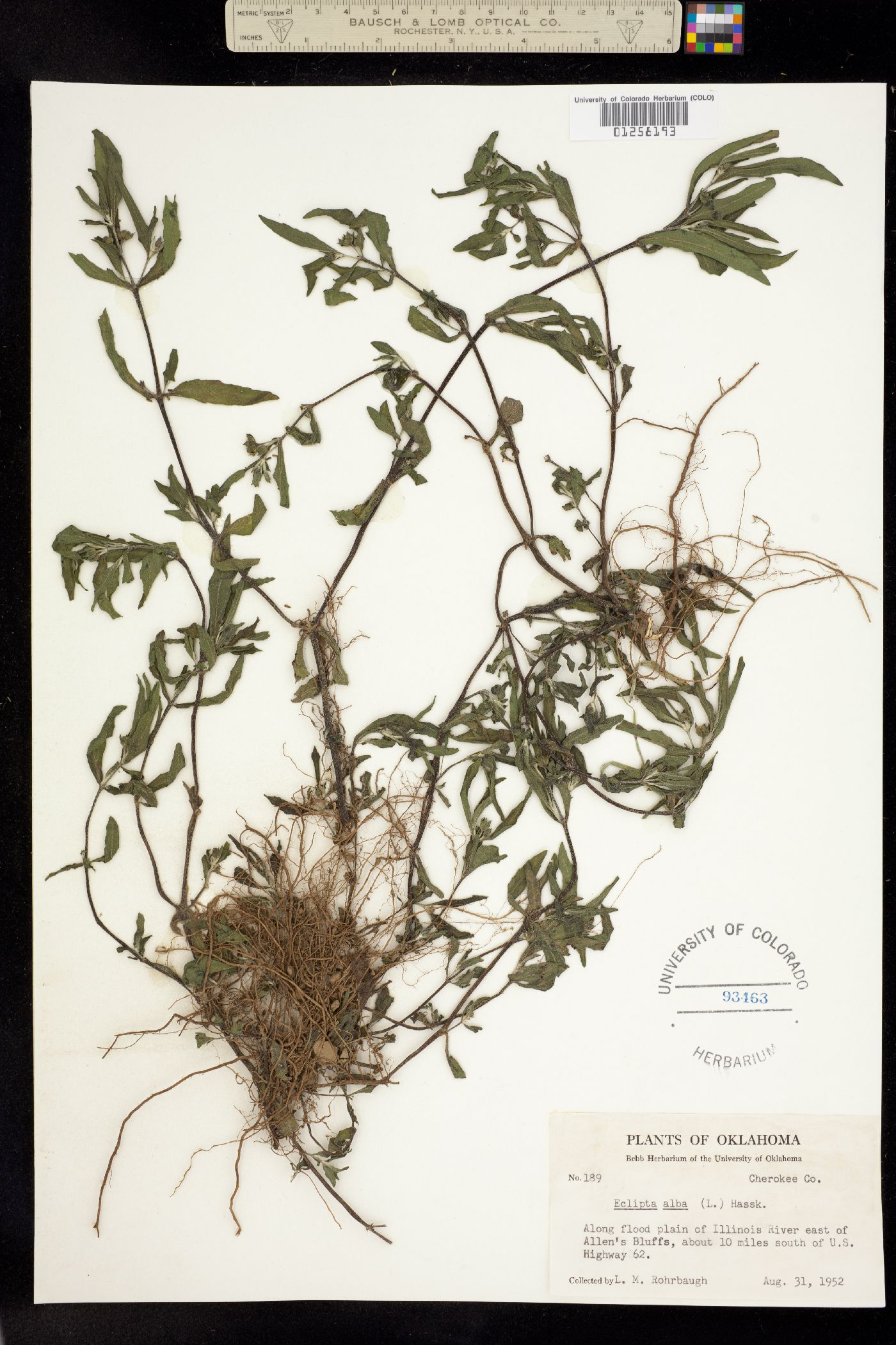 Eclipta prostrata image