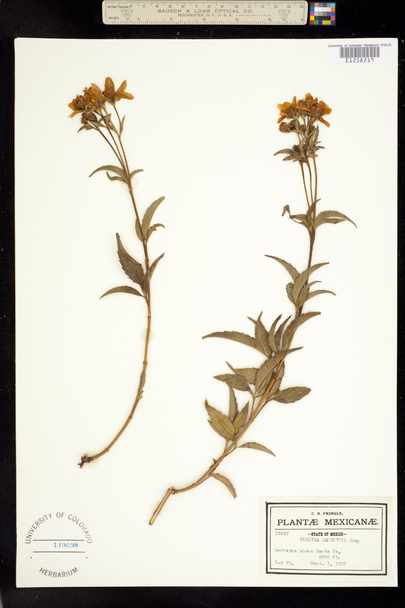Coreopsis mutica var. subvillosa image