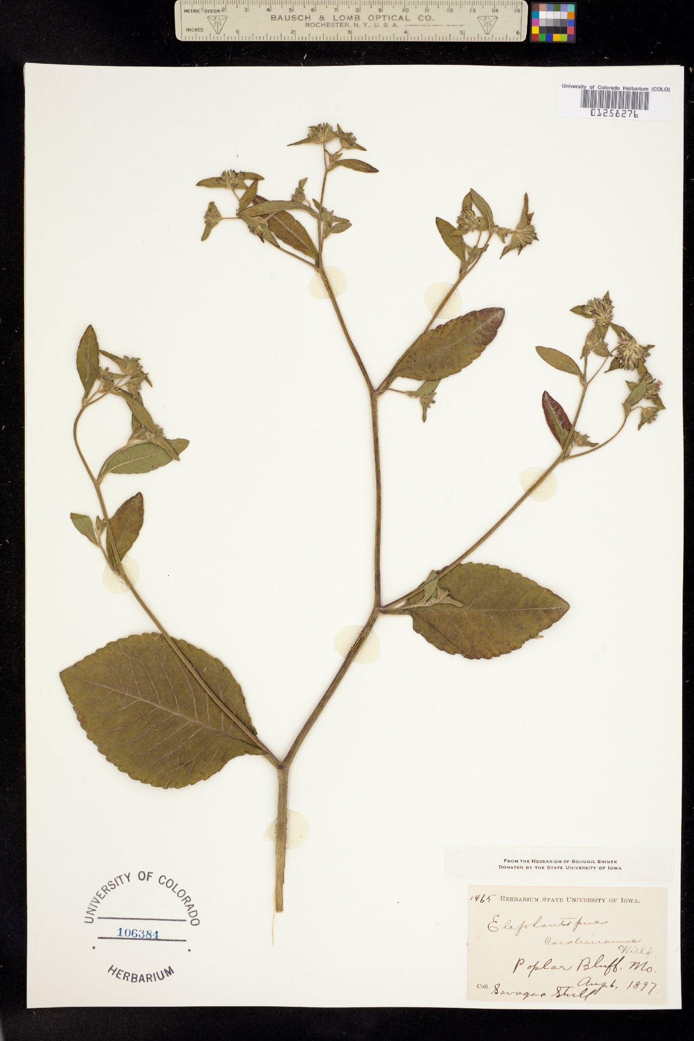 Elephantopus carolinianus image