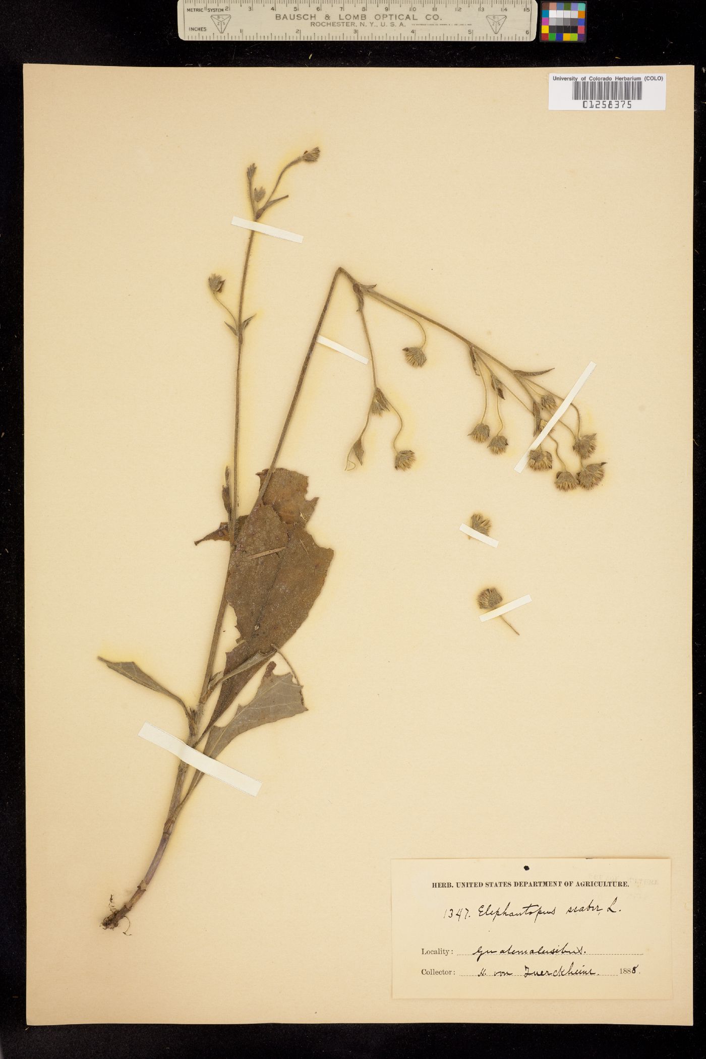 Elephantopus scaber image