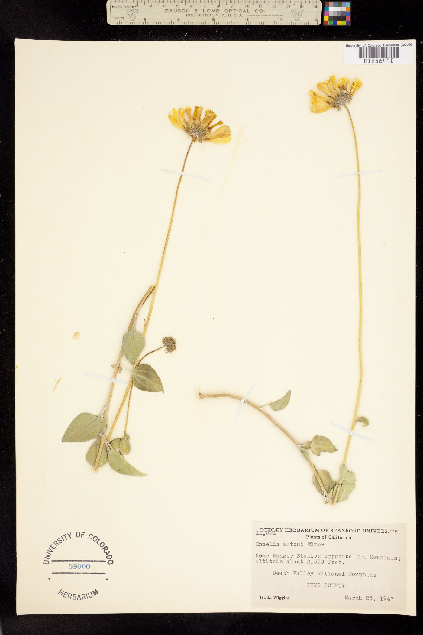 Encelia actonii image