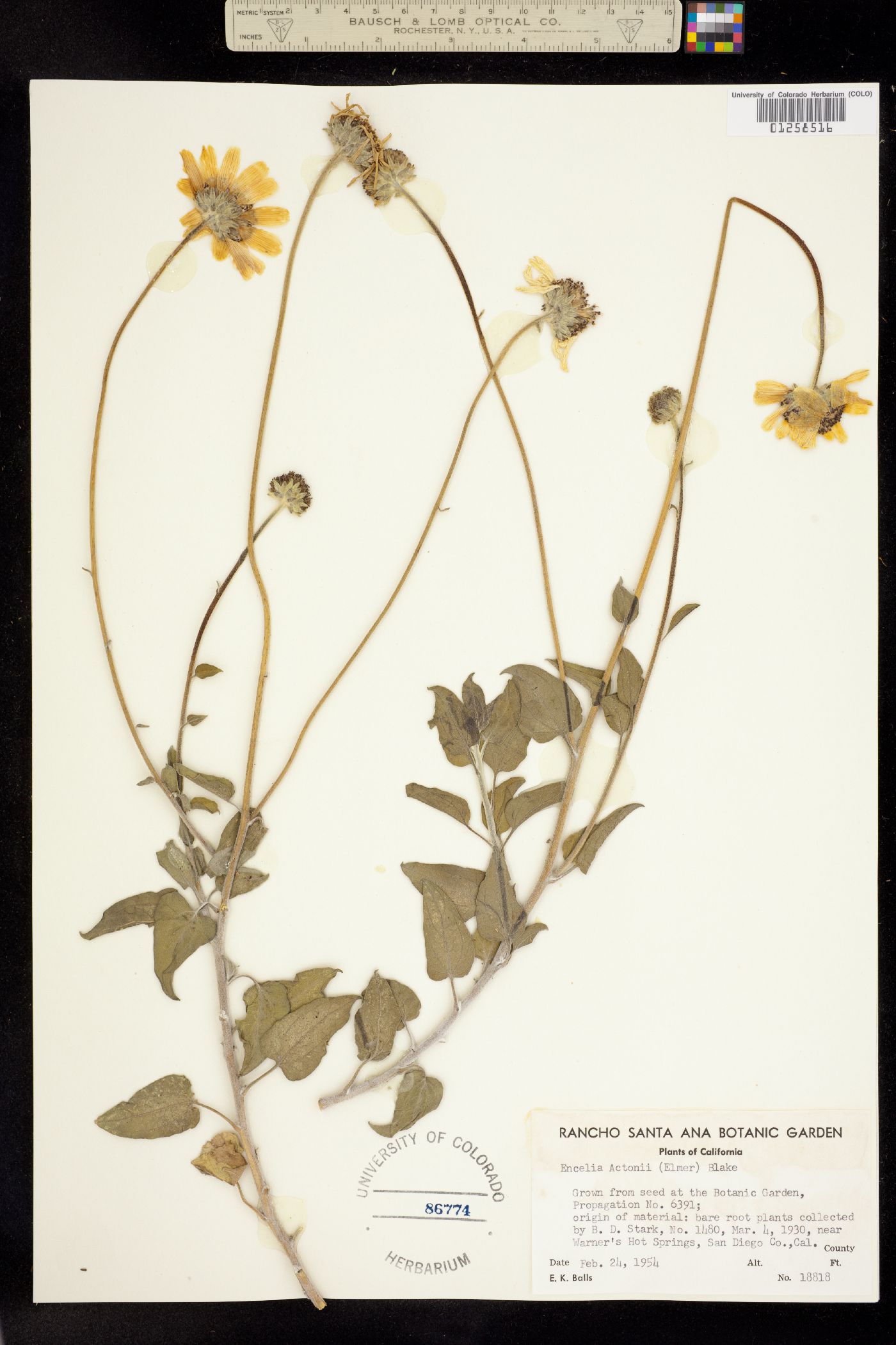 Encelia actonii image