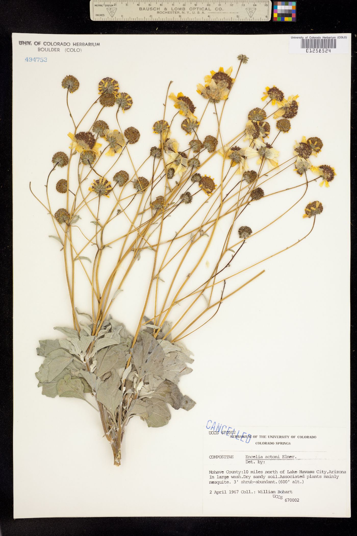 Encelia actonii image