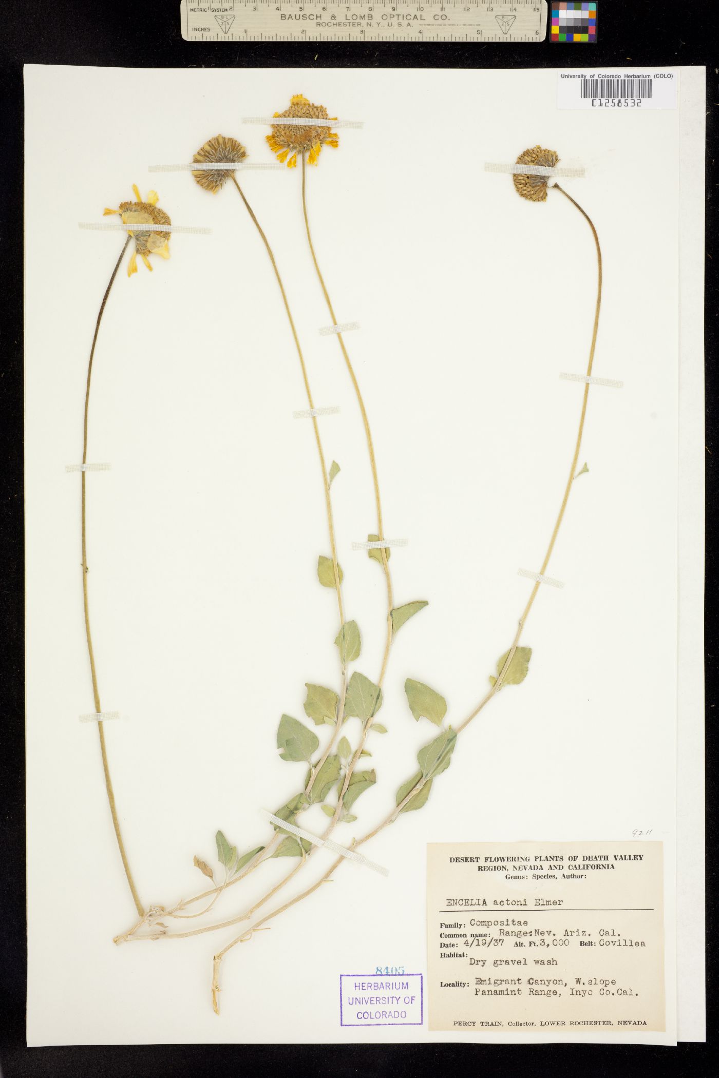 Encelia actonii image