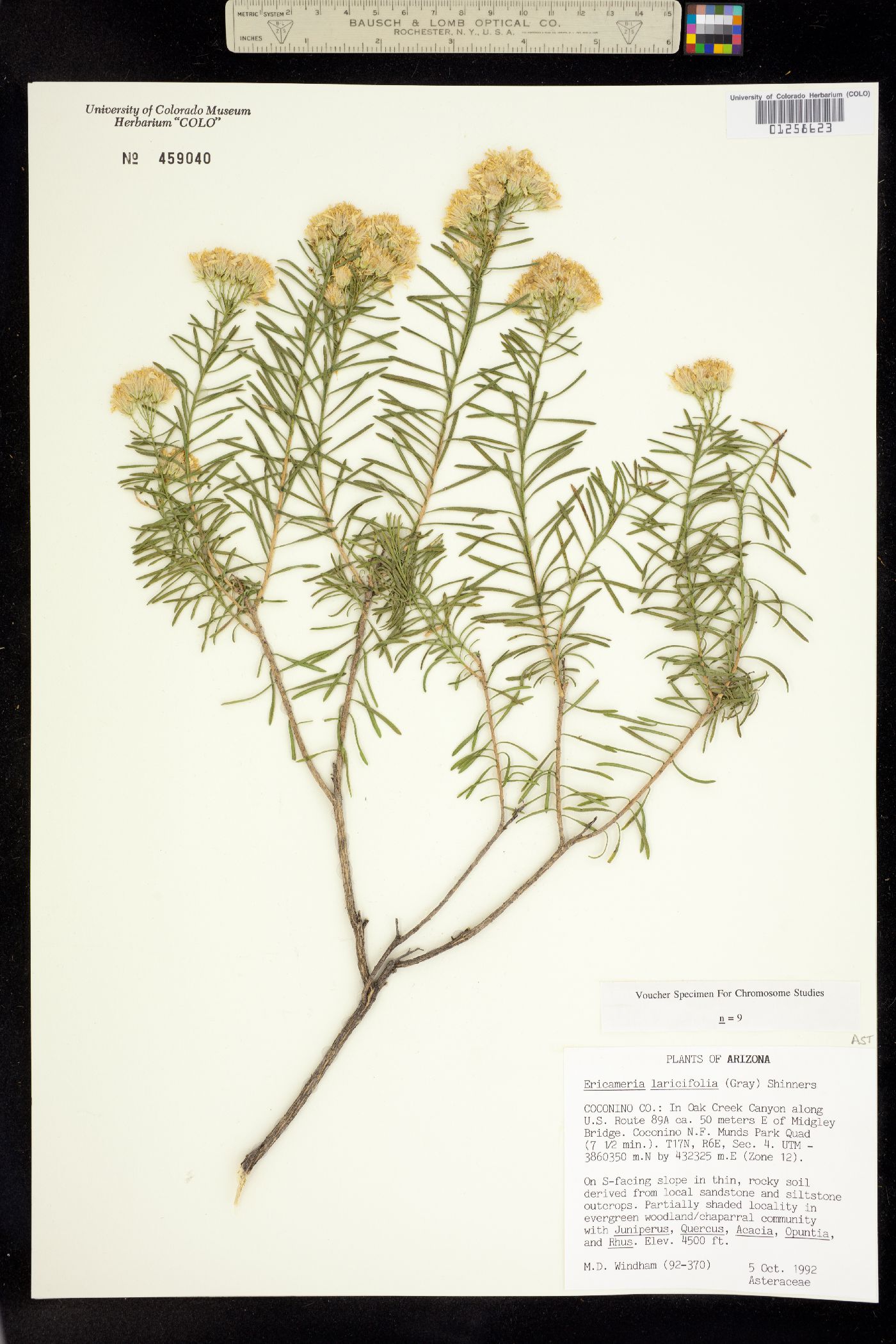 Ericameria laricifolia image
